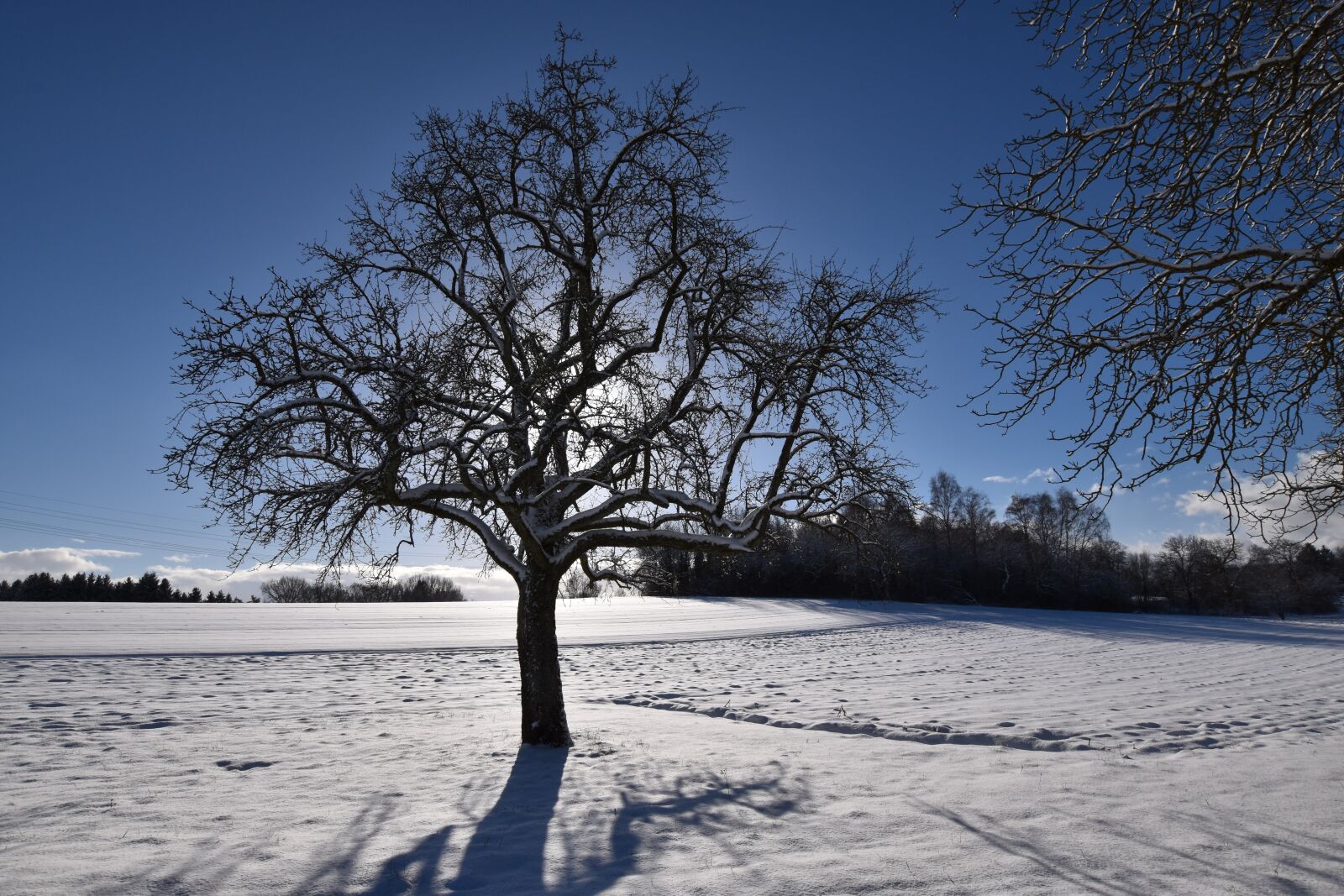 Nikon D5500 sample photo. Wintry, winter sun, tree photography