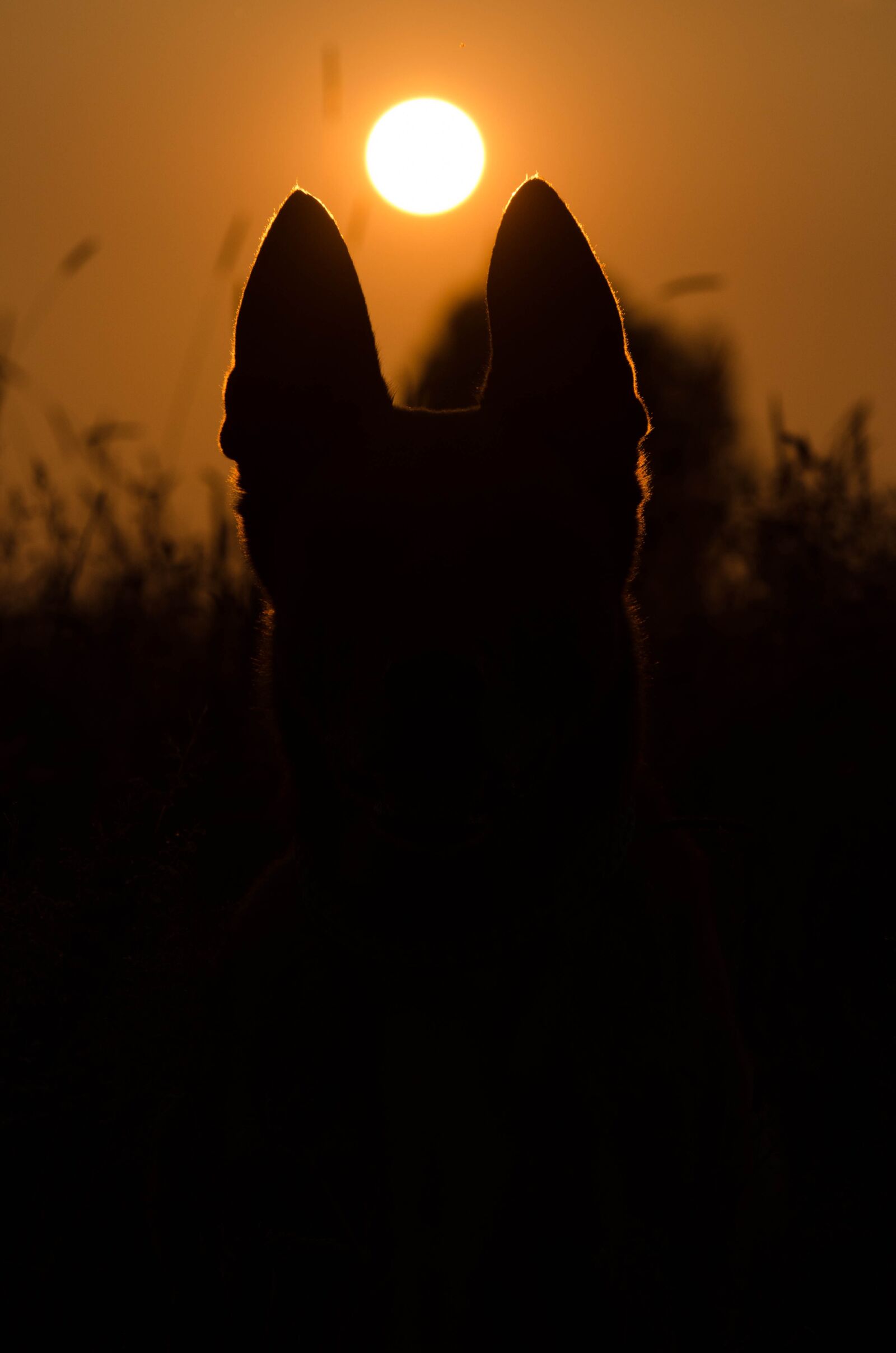 Nikon D5100 sample photo. Summer, sunset, dog photography