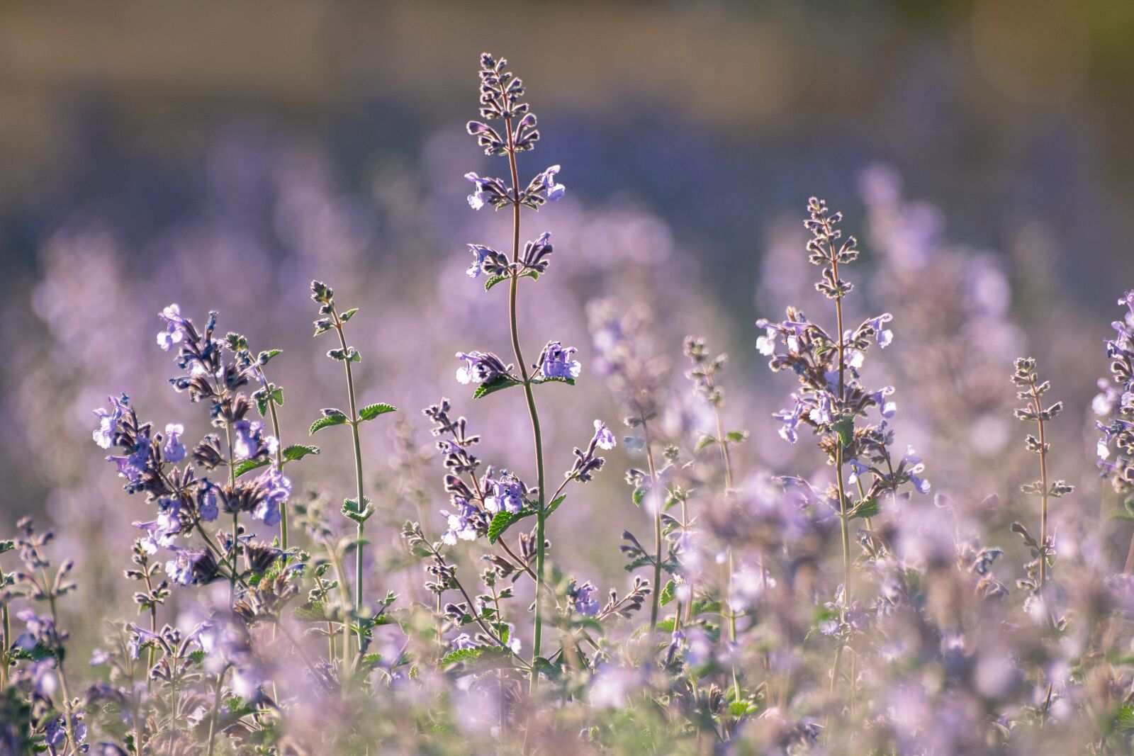 Sigma sample photo