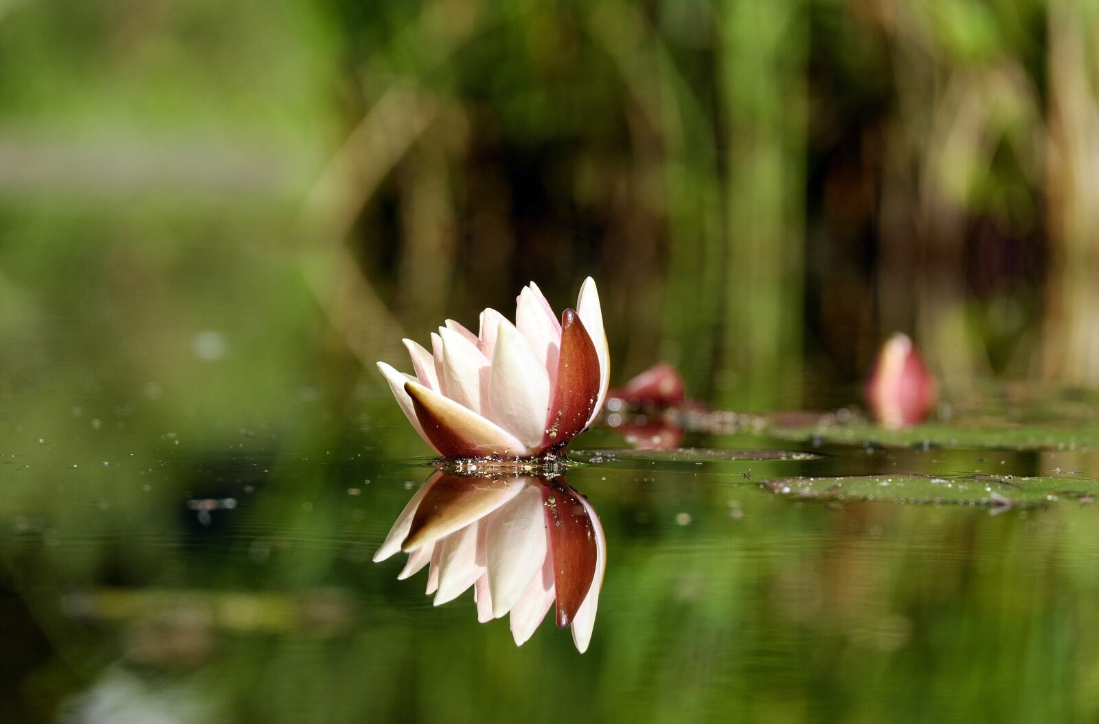 Fujifilm X-T10 + Fujifilm XC 50-230mm F4.5-6.7 OIS sample photo. Water lily, flower, blossom photography