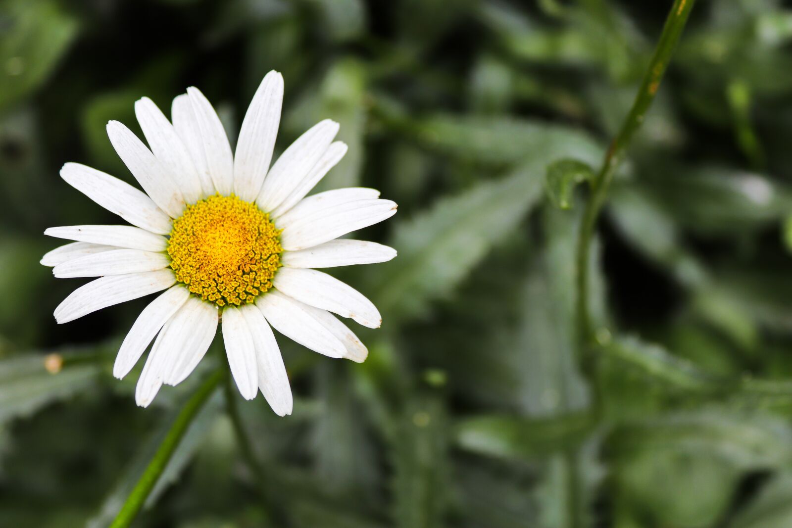 Canon EOS 200D (EOS Rebel SL2 / EOS Kiss X9) sample photo. Flower, beautiful flower, chamomile photography