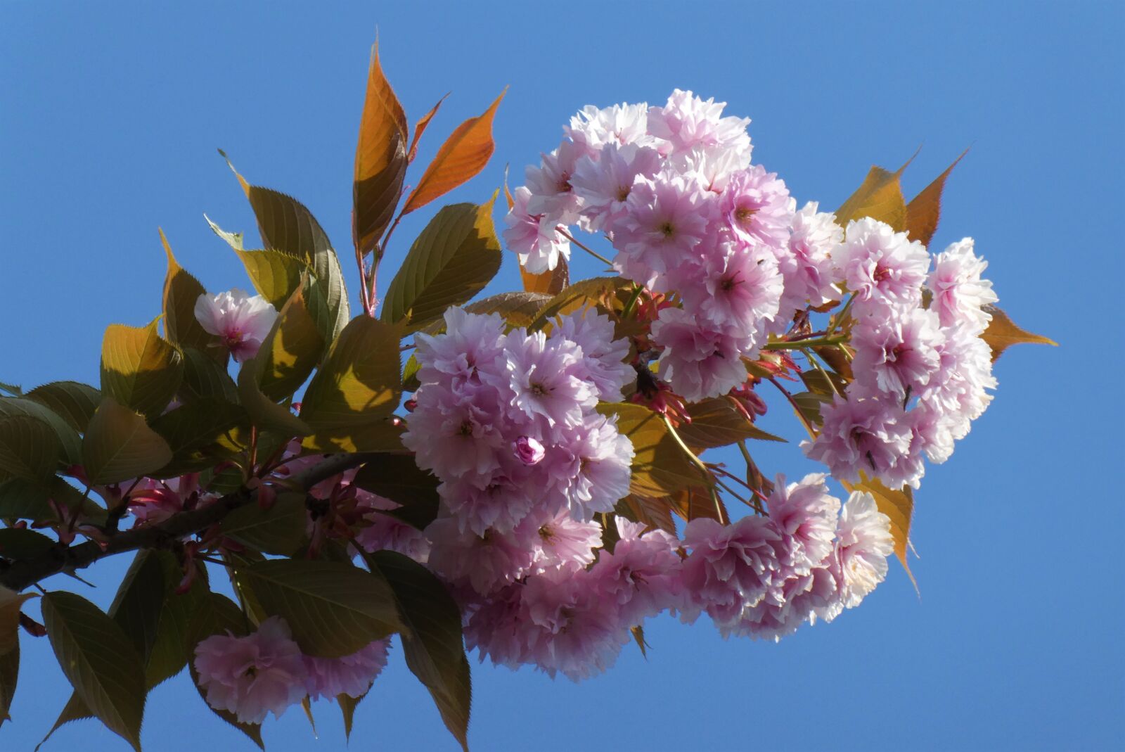 Panasonic Lumix DC-ZS70 (Lumix DC-TZ90) sample photo. Blossom, japanese flowering cherry photography