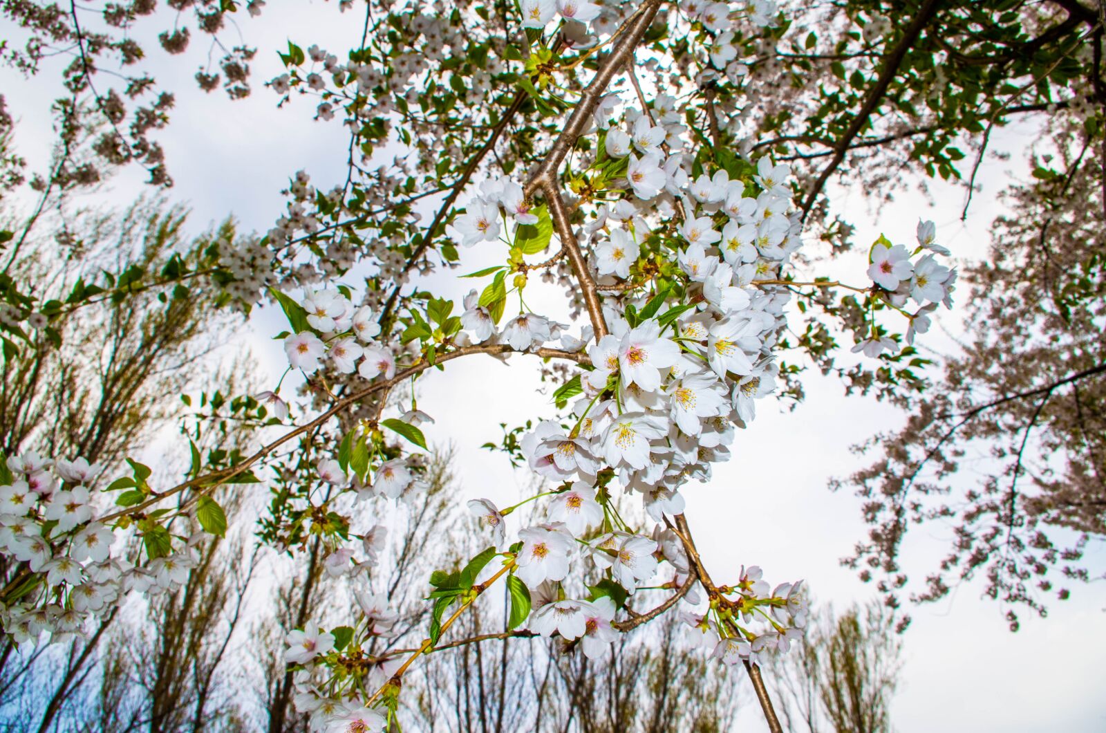 Pentax K-50 sample photo. Sakura, tree, flowers photography