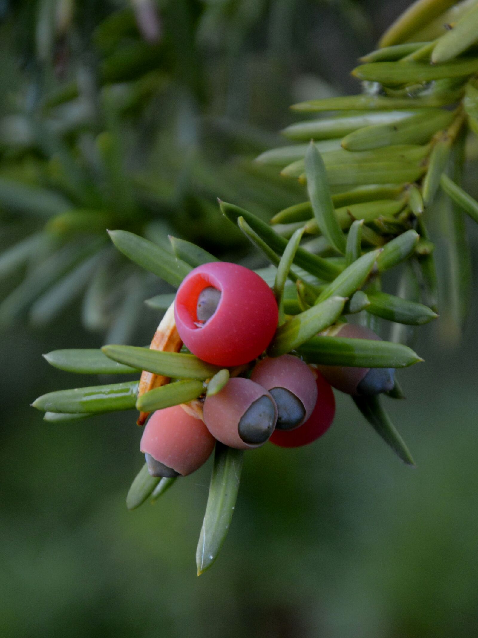Nikon D7100 sample photo. Berries, red, berry red photography