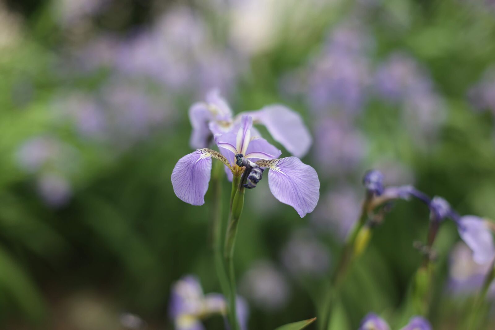 Canon EOS 5D Mark II sample photo. Flower, nature, garden photography