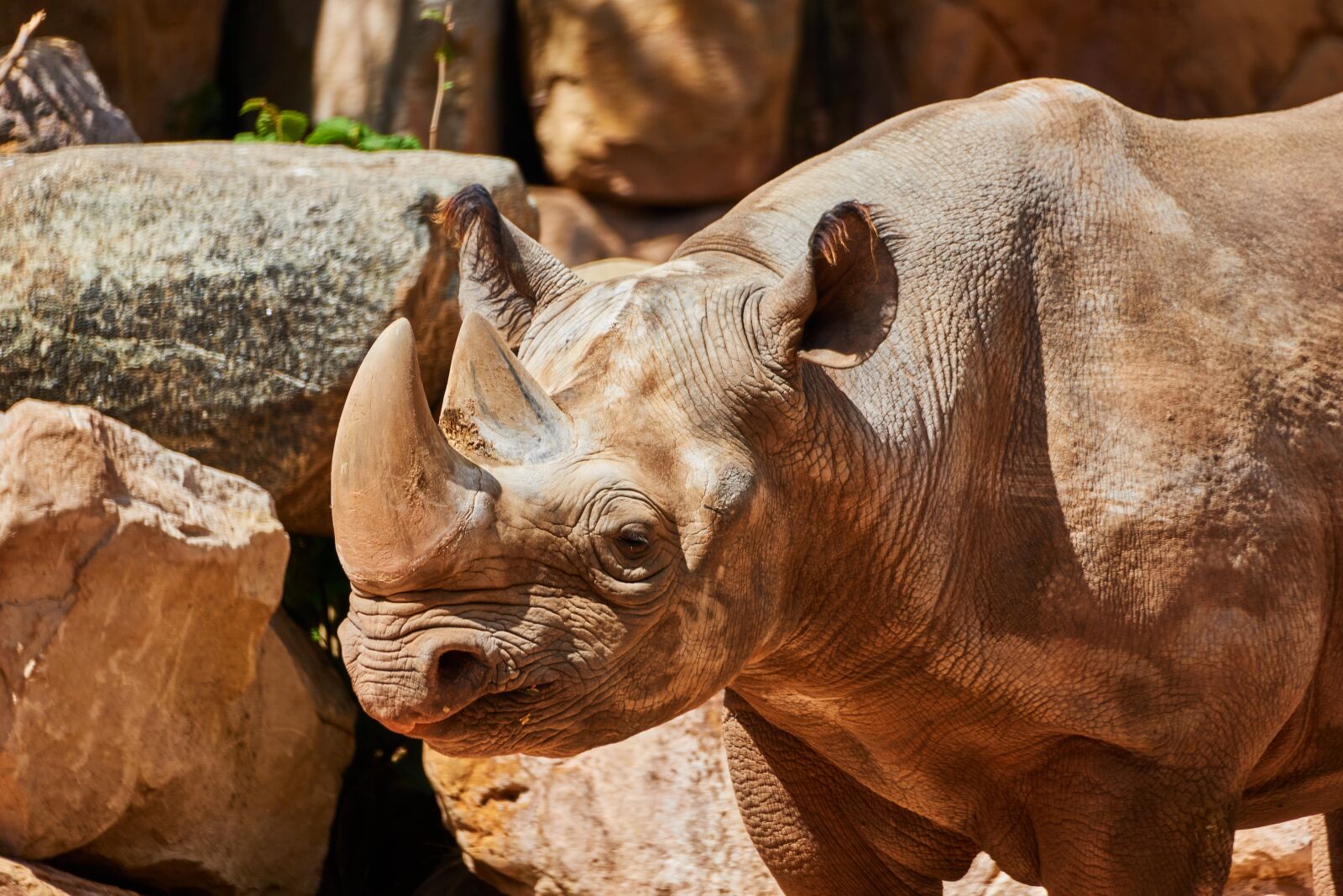 Sony E 70-350mm F4.5-6.3 G OSS sample photo. Rhino, zoo, animal photography