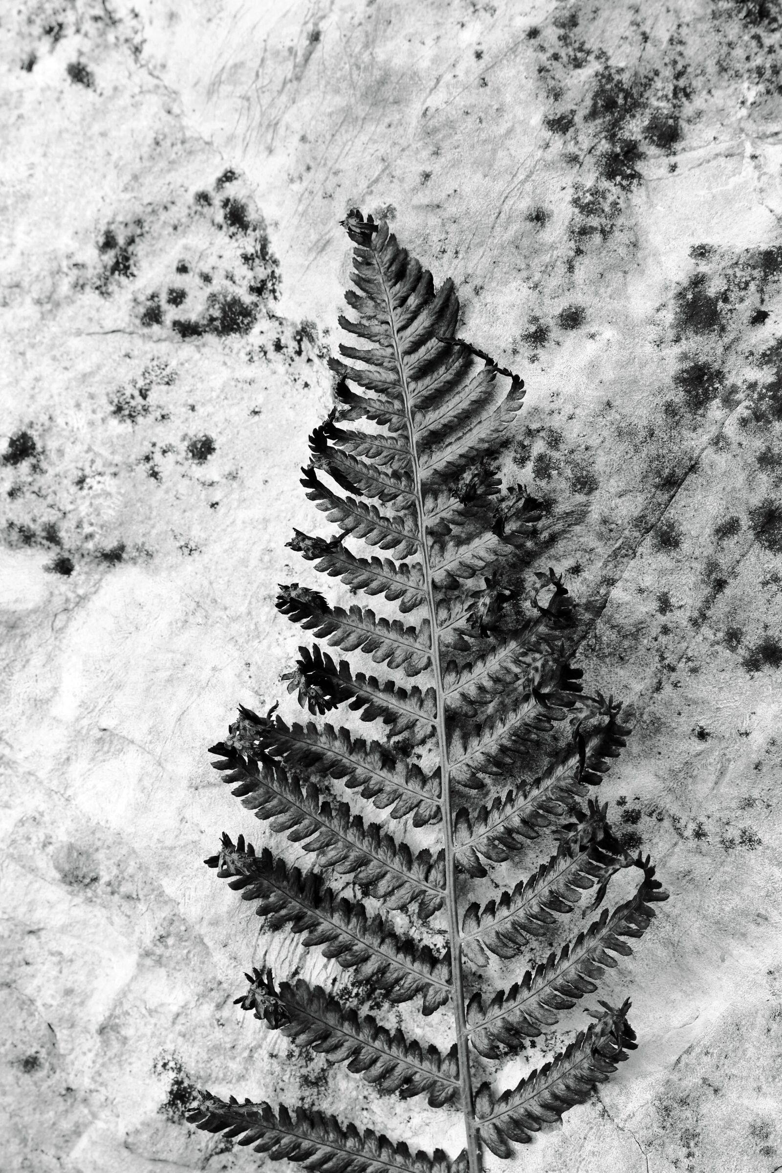 Canon EOS 700D (EOS Rebel T5i / EOS Kiss X7i) sample photo. Black and white, fern photography