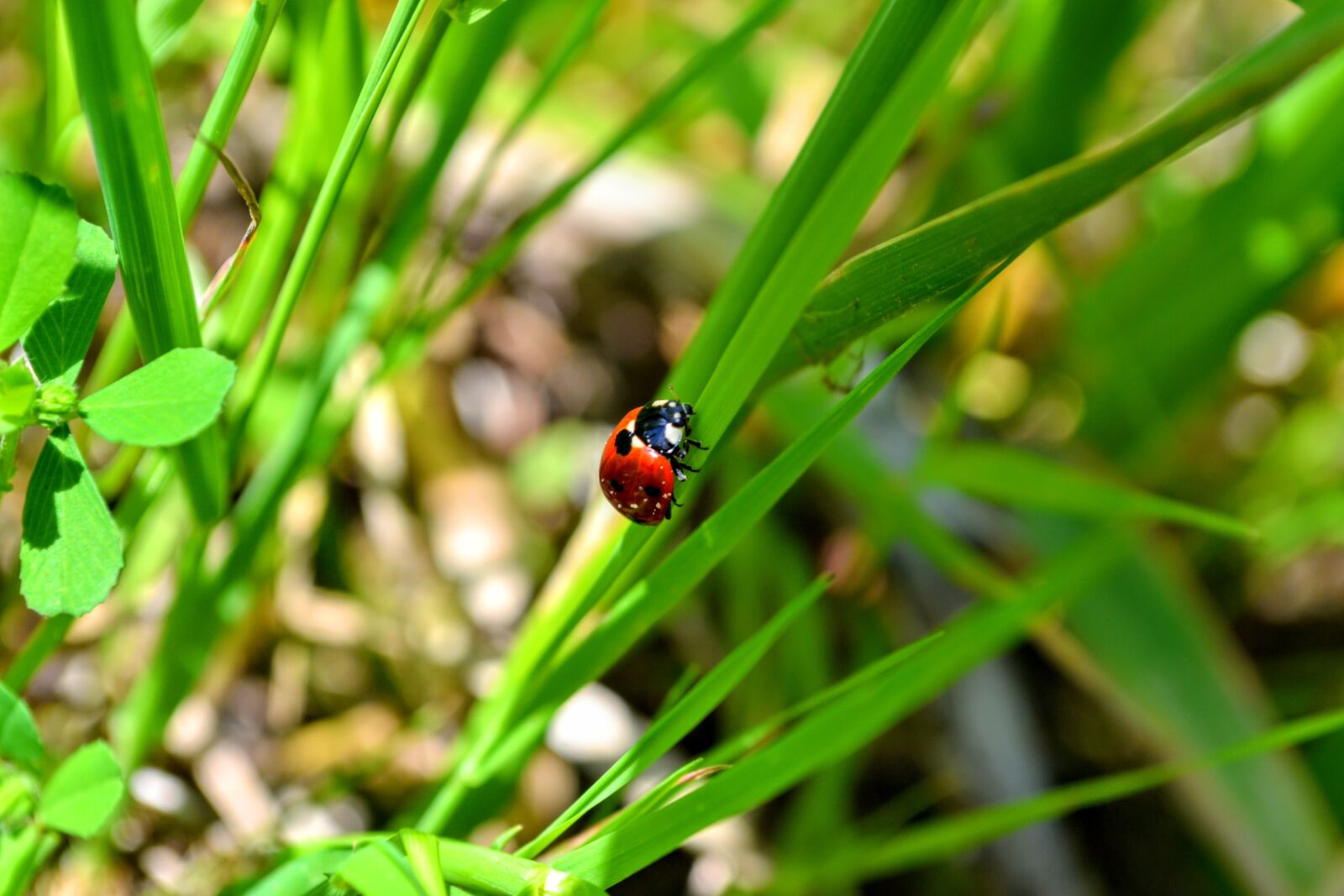 Nikon D3100 sample photo. Ladybug, grass, bugs photography