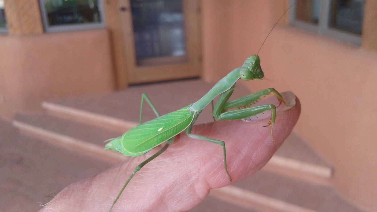 Samsung Galaxy Core sample photo. Insect, praying mantis, bug photography