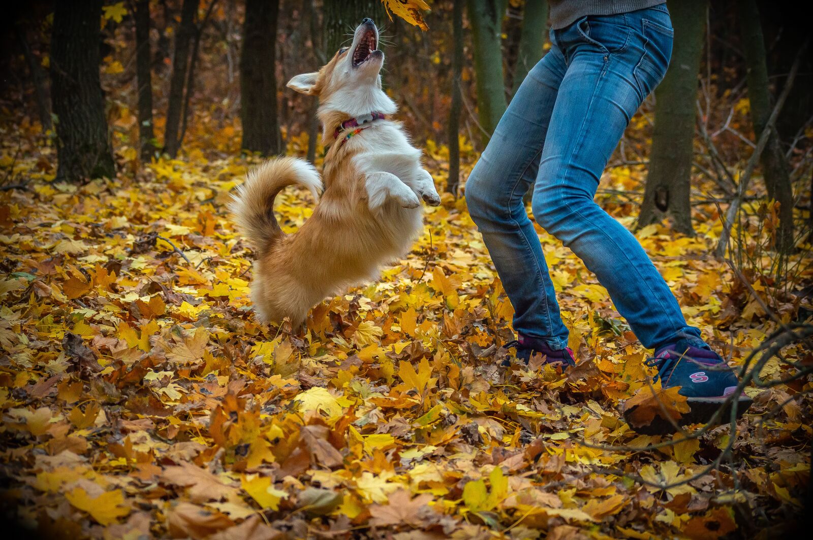 Nikon D3200 sample photo. Welsh corgi pembroke, corgi photography