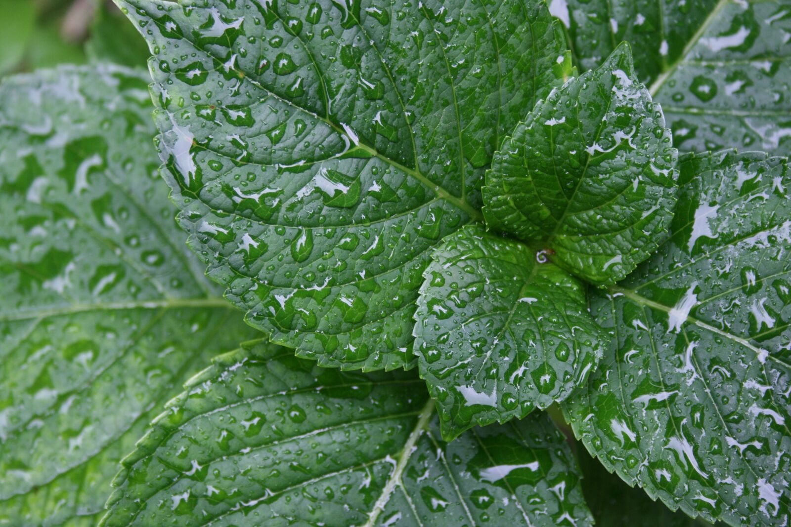 Canon EOS 400D (EOS Digital Rebel XTi / EOS Kiss Digital X) sample photo. Hydrangea, leaves, dew photography