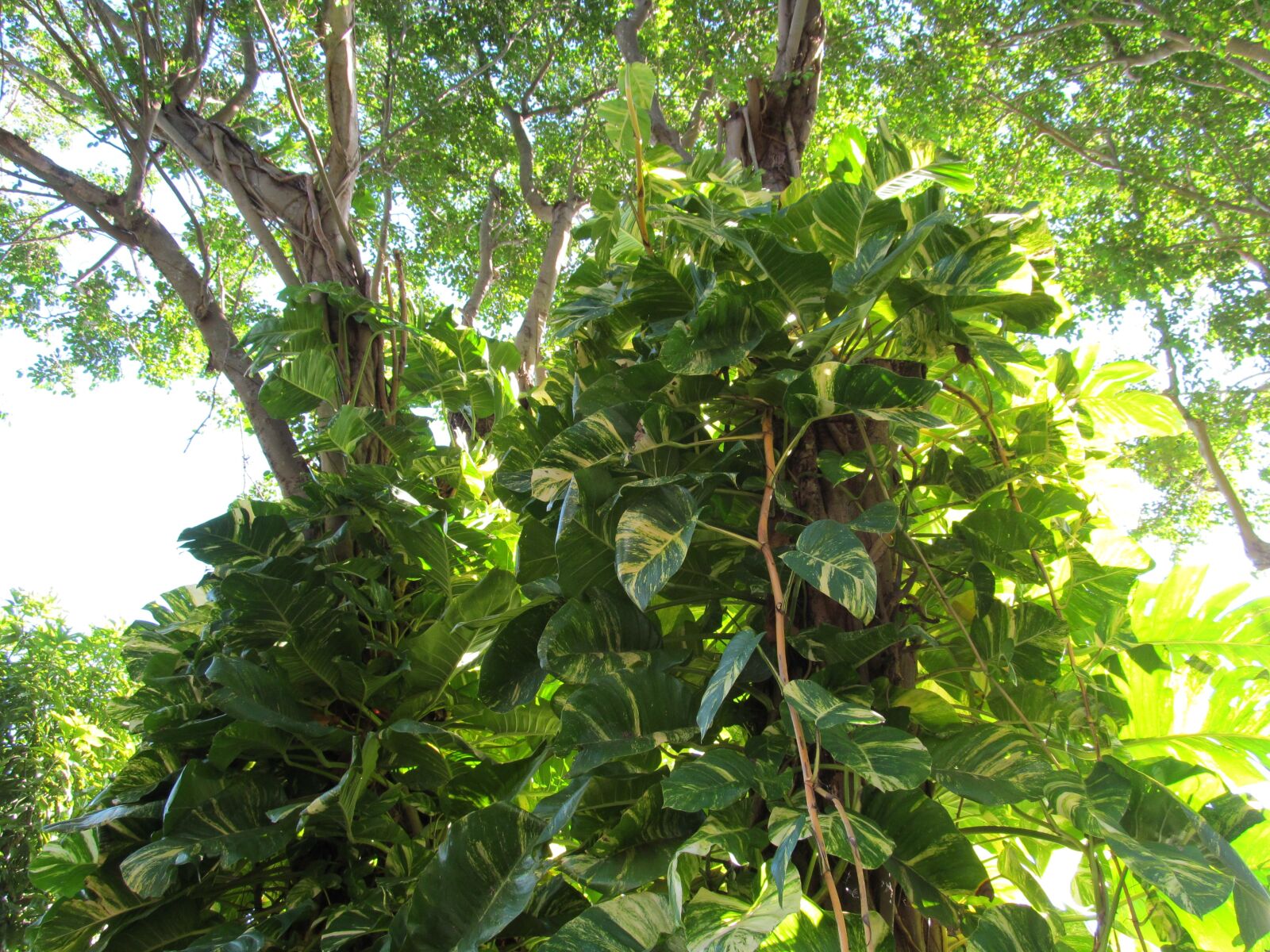 Canon PowerShot SX150 IS sample photo. Green, leaves, plant photography