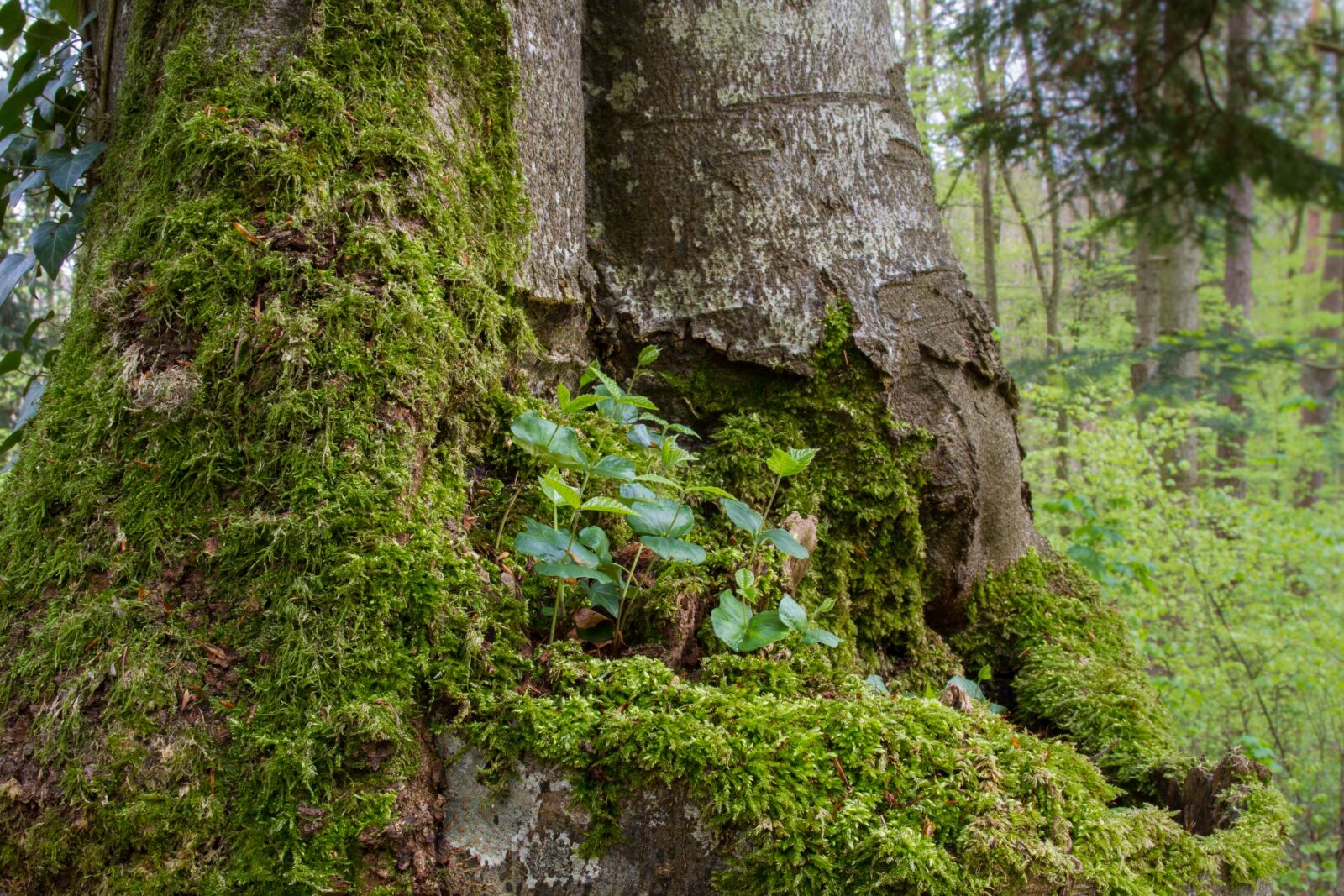 Canon EOS 7D sample photo. Book seedling, seedling, tree photography
