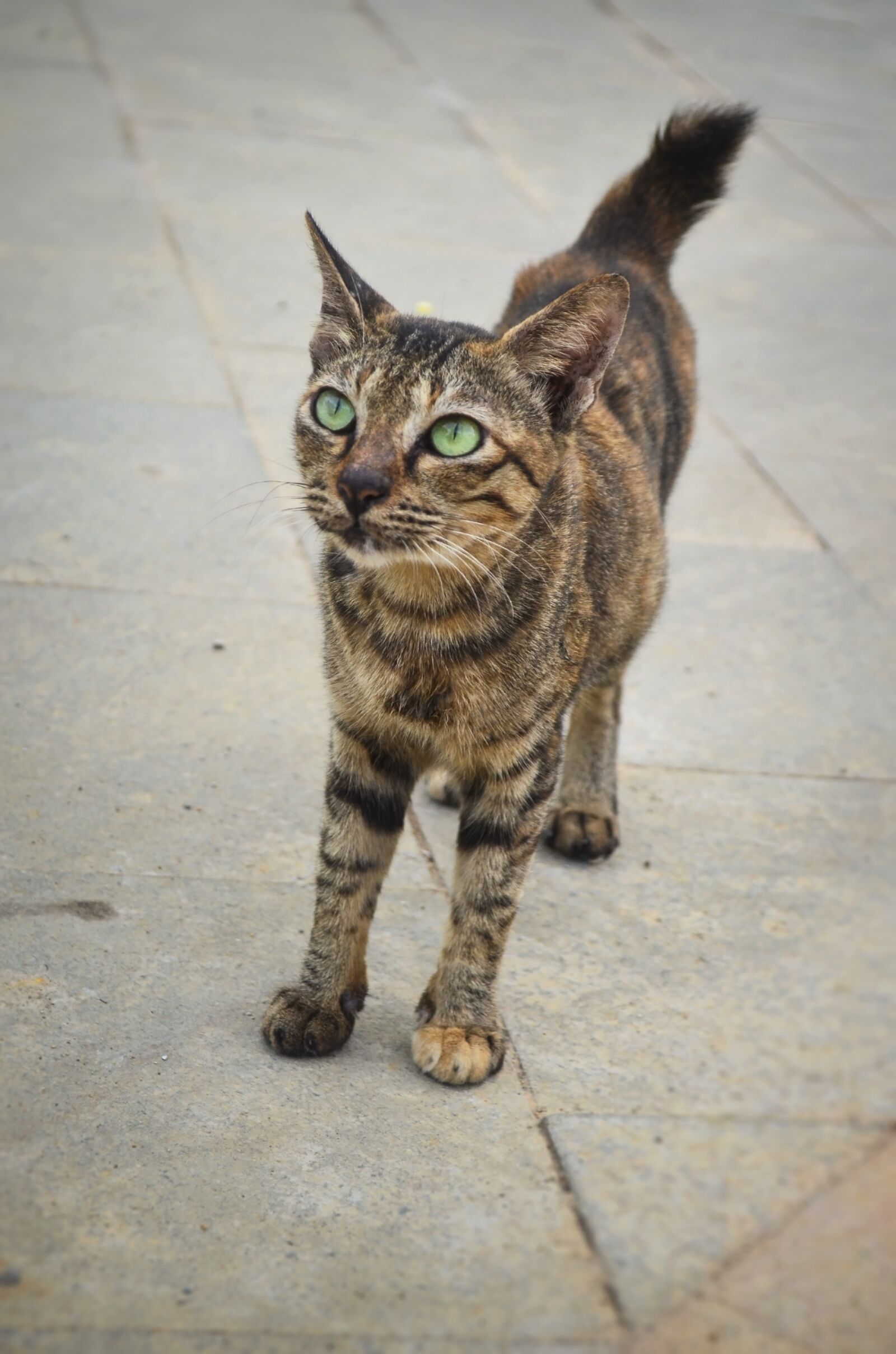Nikon D5100 sample photo. Cat, animals photography