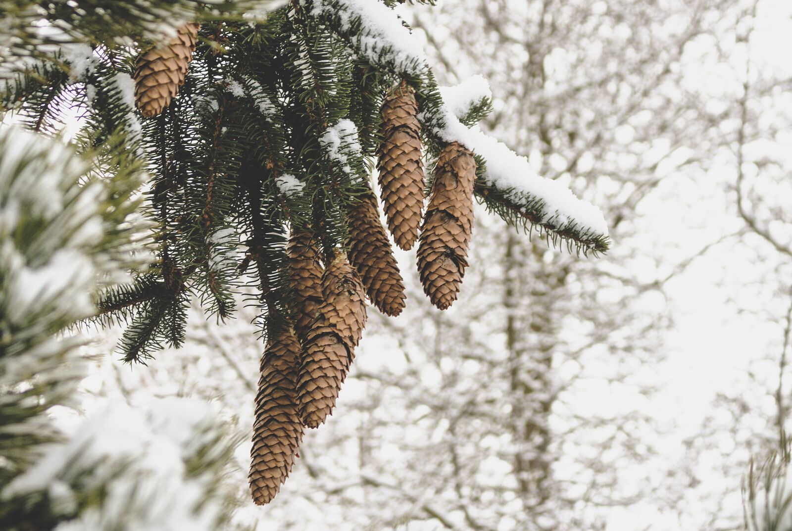 Canon EOS 700D (EOS Rebel T5i / EOS Kiss X7i) sample photo. Pine, cone, tree photography