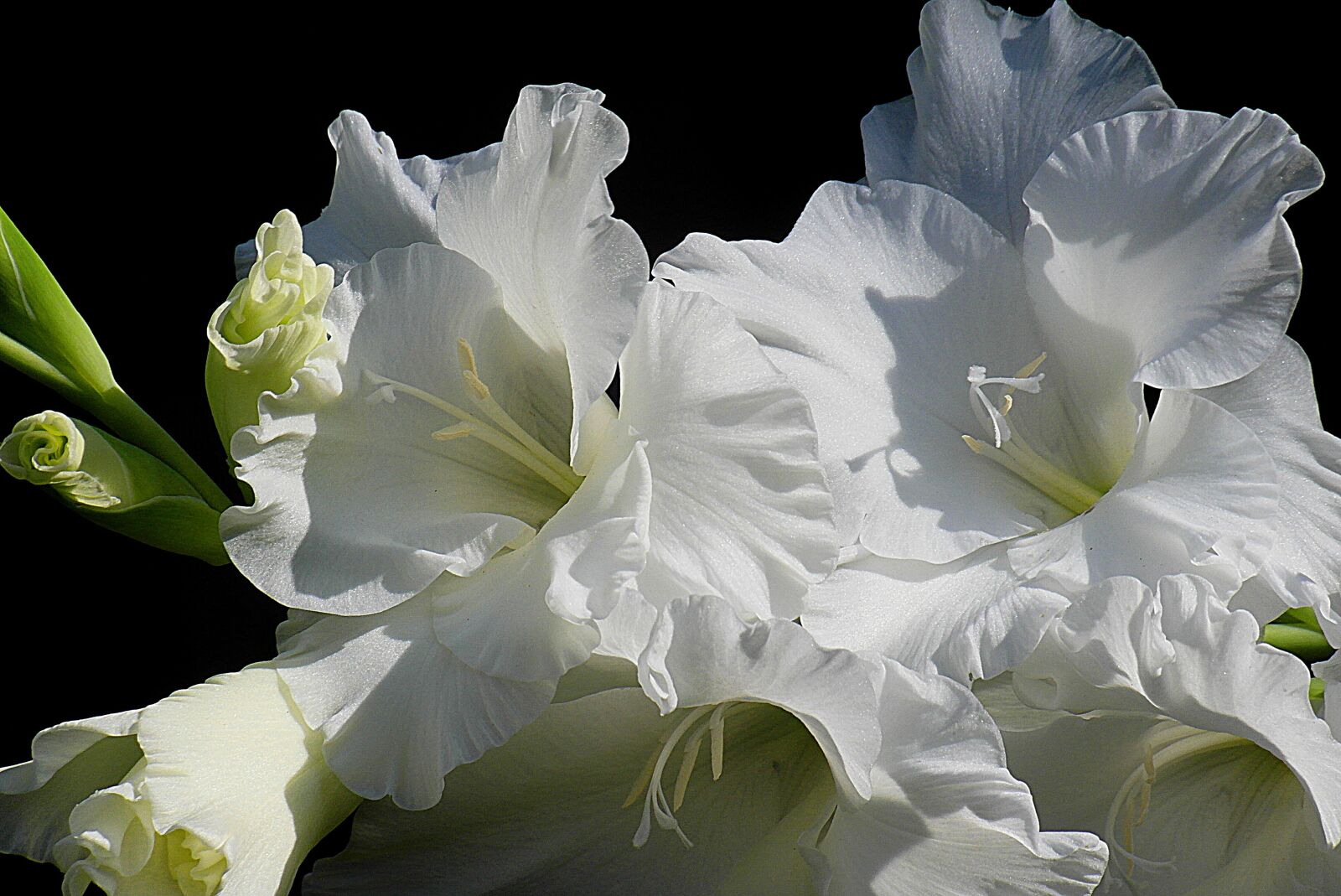 Samsung WB750 sample photo. Gladiolus, flower, white photography