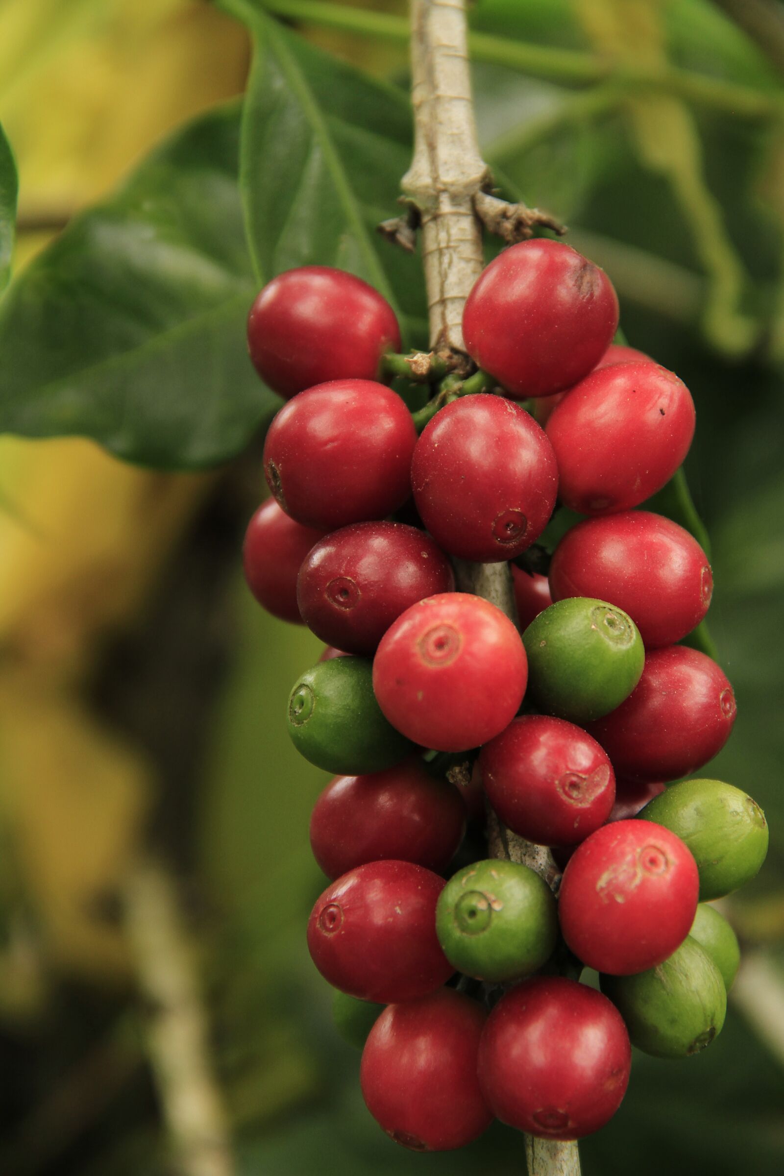 Canon EOS 7D sample photo. Coffee grains, mature, agriculture photography
