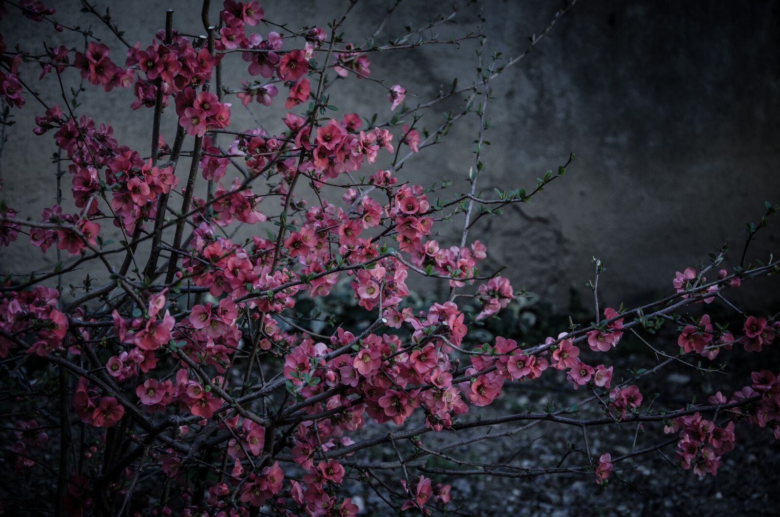 Nikon D5100 sample photo. Flower, flowers, nature photography