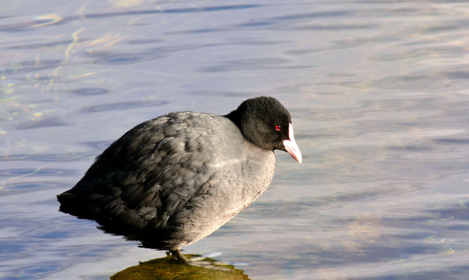 Nikon D3300 sample photo. Coot, blessralle, ralle photography