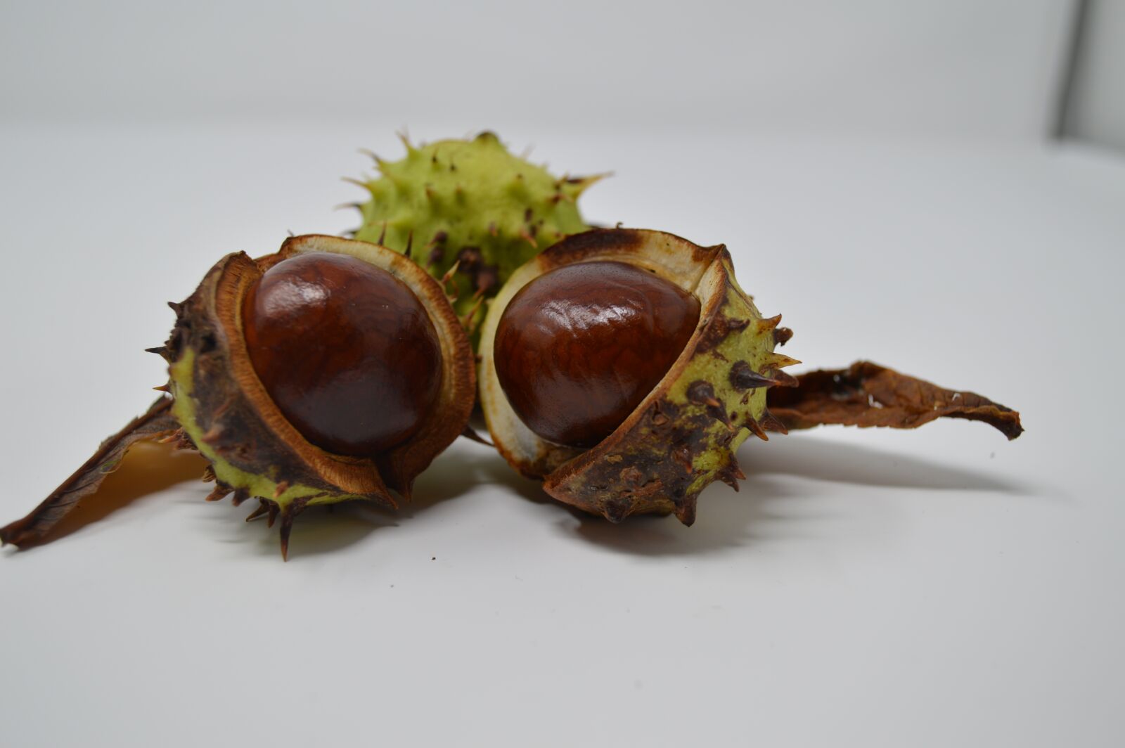 Nikon D3200 sample photo. Conker, conkers, horse chestnut photography