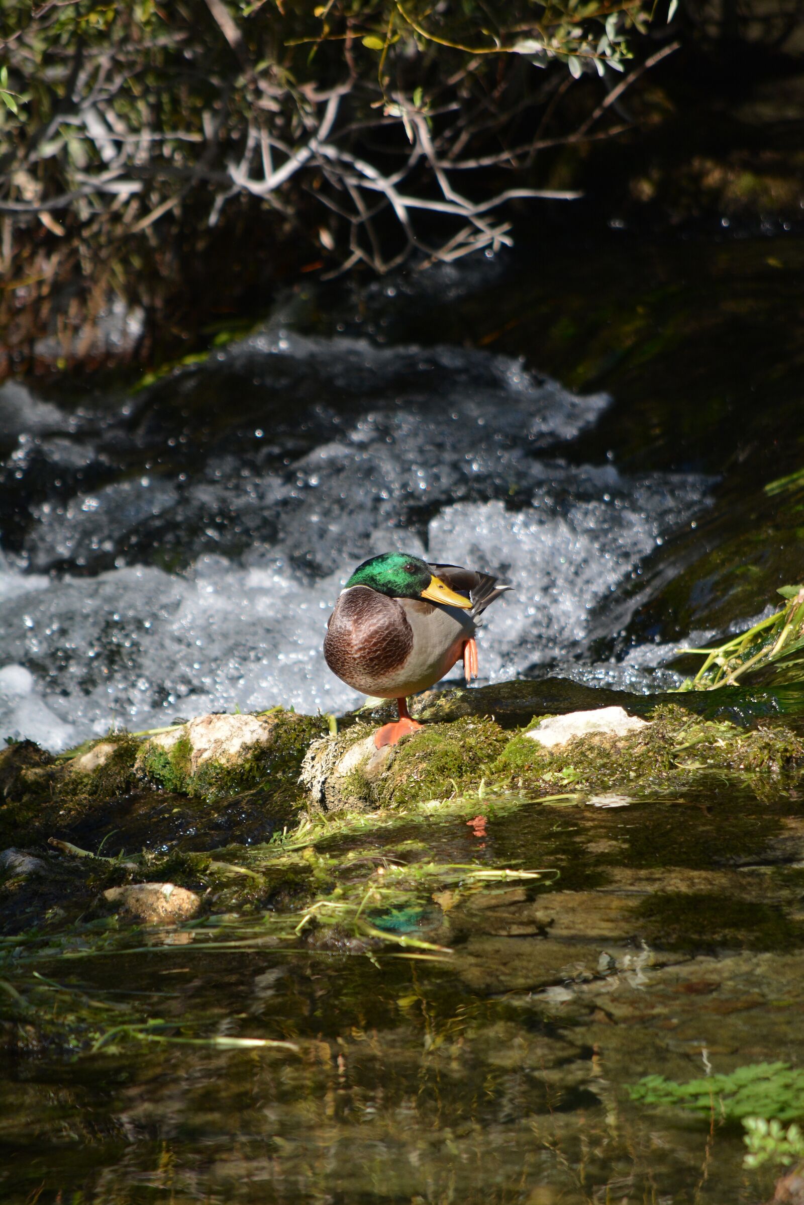 Nikon D5200 sample photo. Duck, creek, stream photography