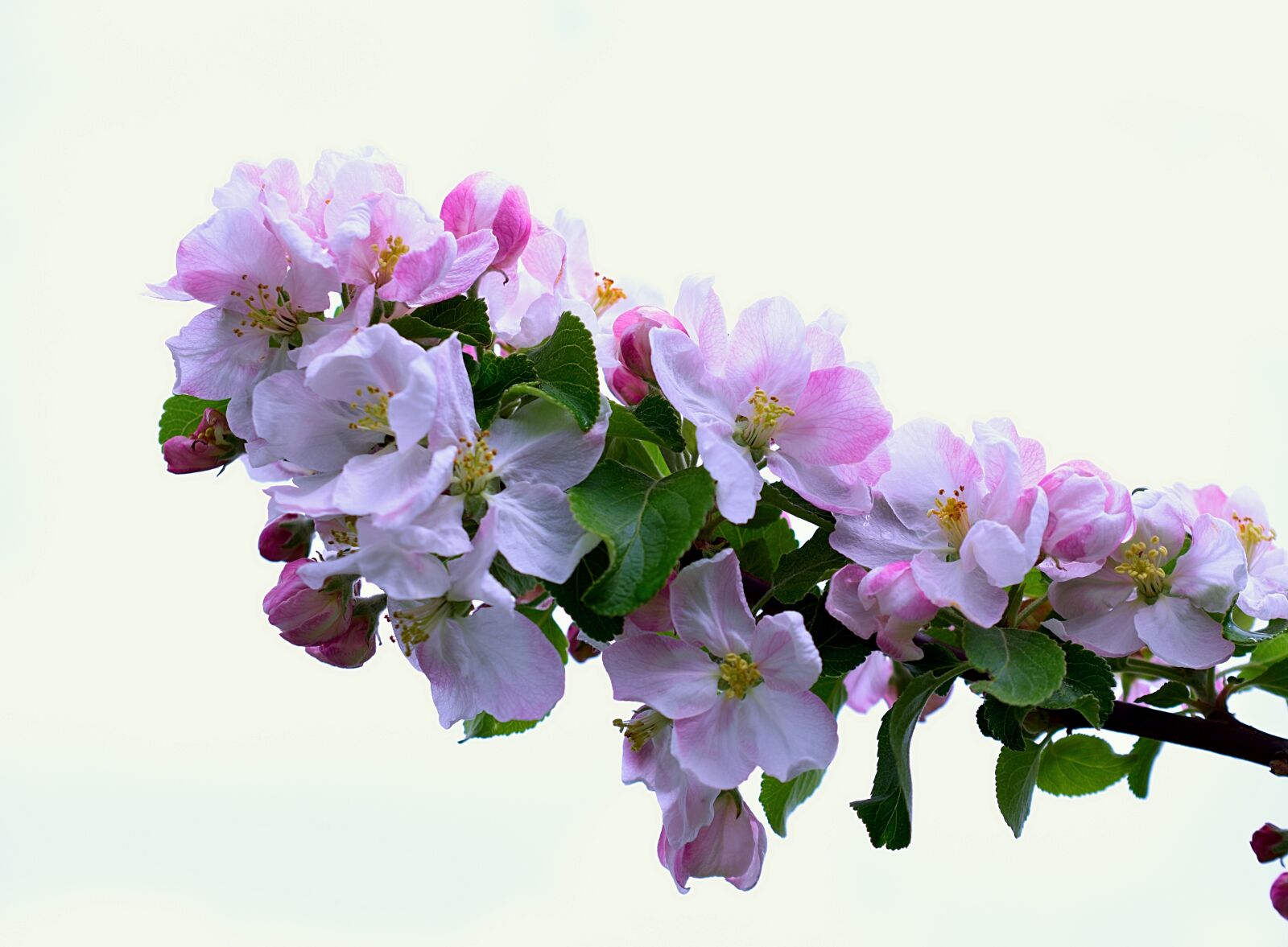 Nikon D3300 sample photo. Apple blossom, pink, branch photography