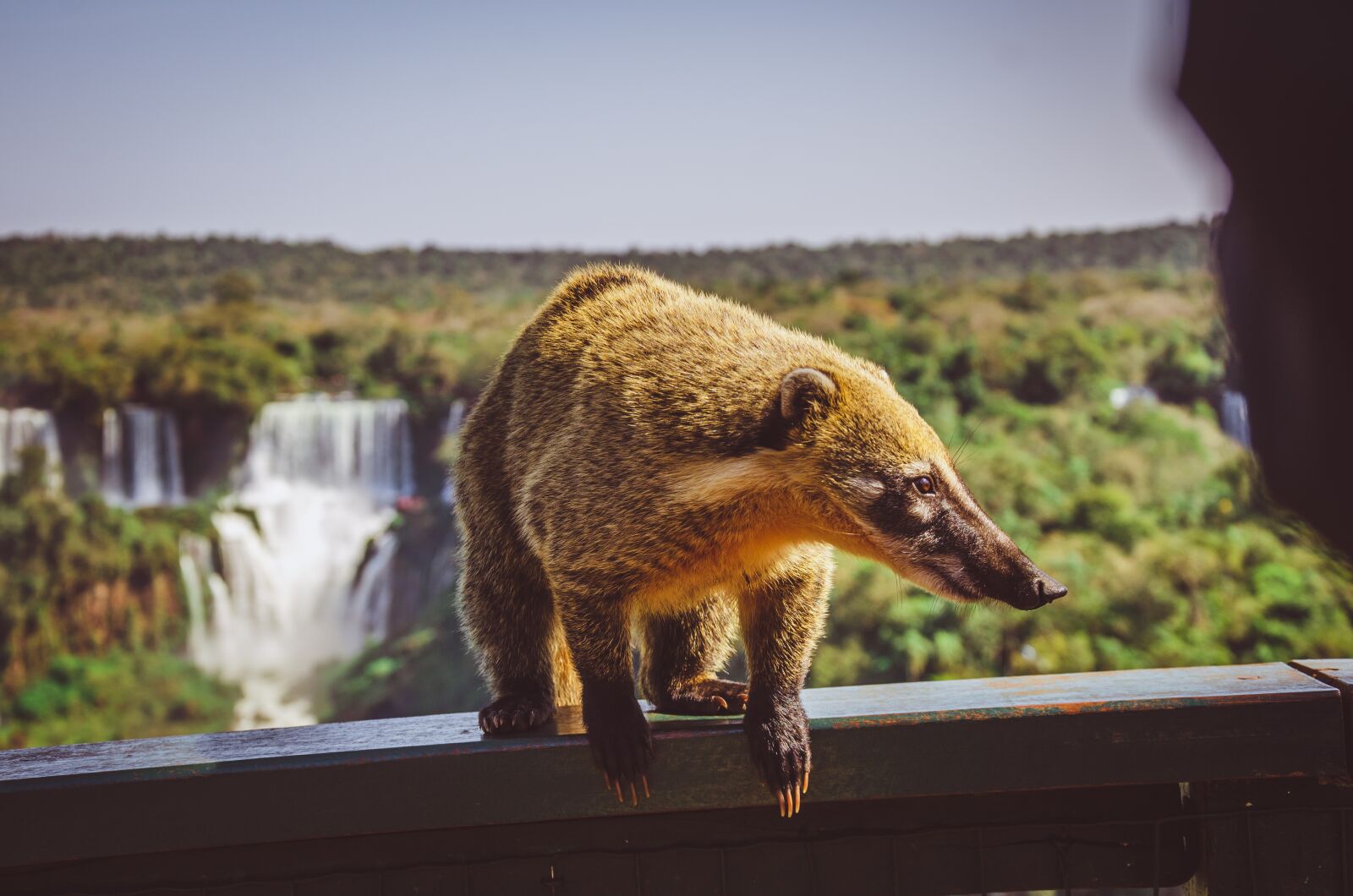 Nikon D7000 sample photo. Waterfall, coati, cataracts photography