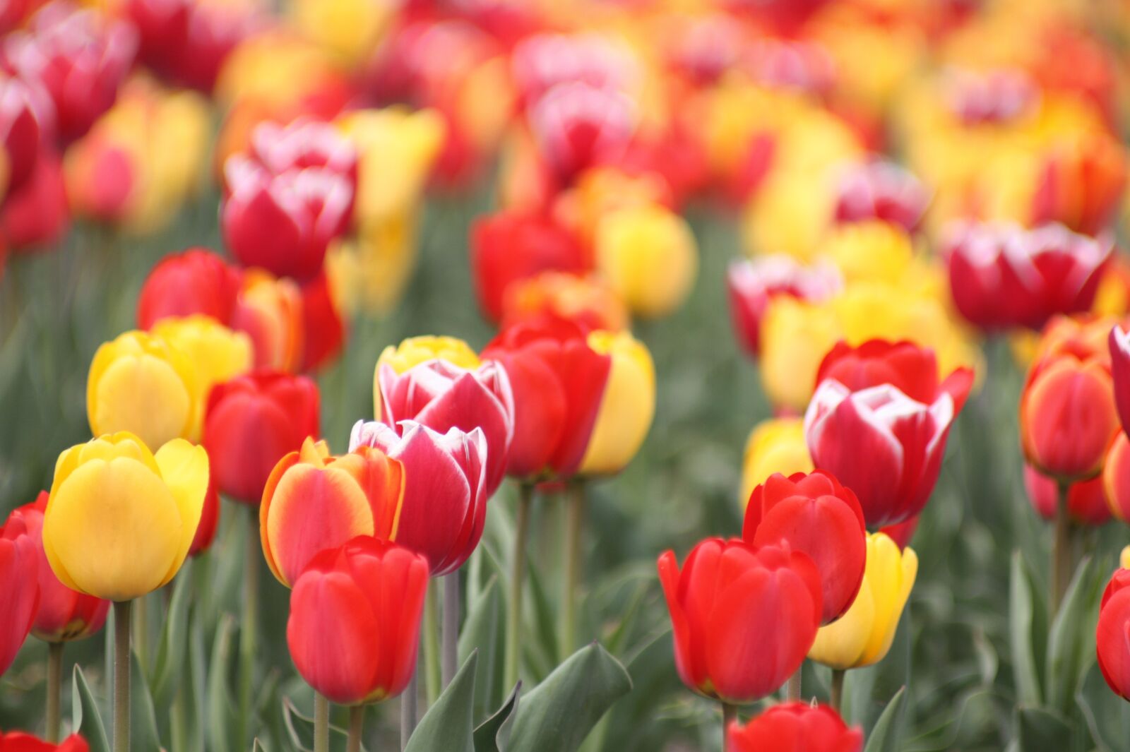 Canon EOS 450D (EOS Rebel XSi / EOS Kiss X2) sample photo. Tulip, flowers, spring photography