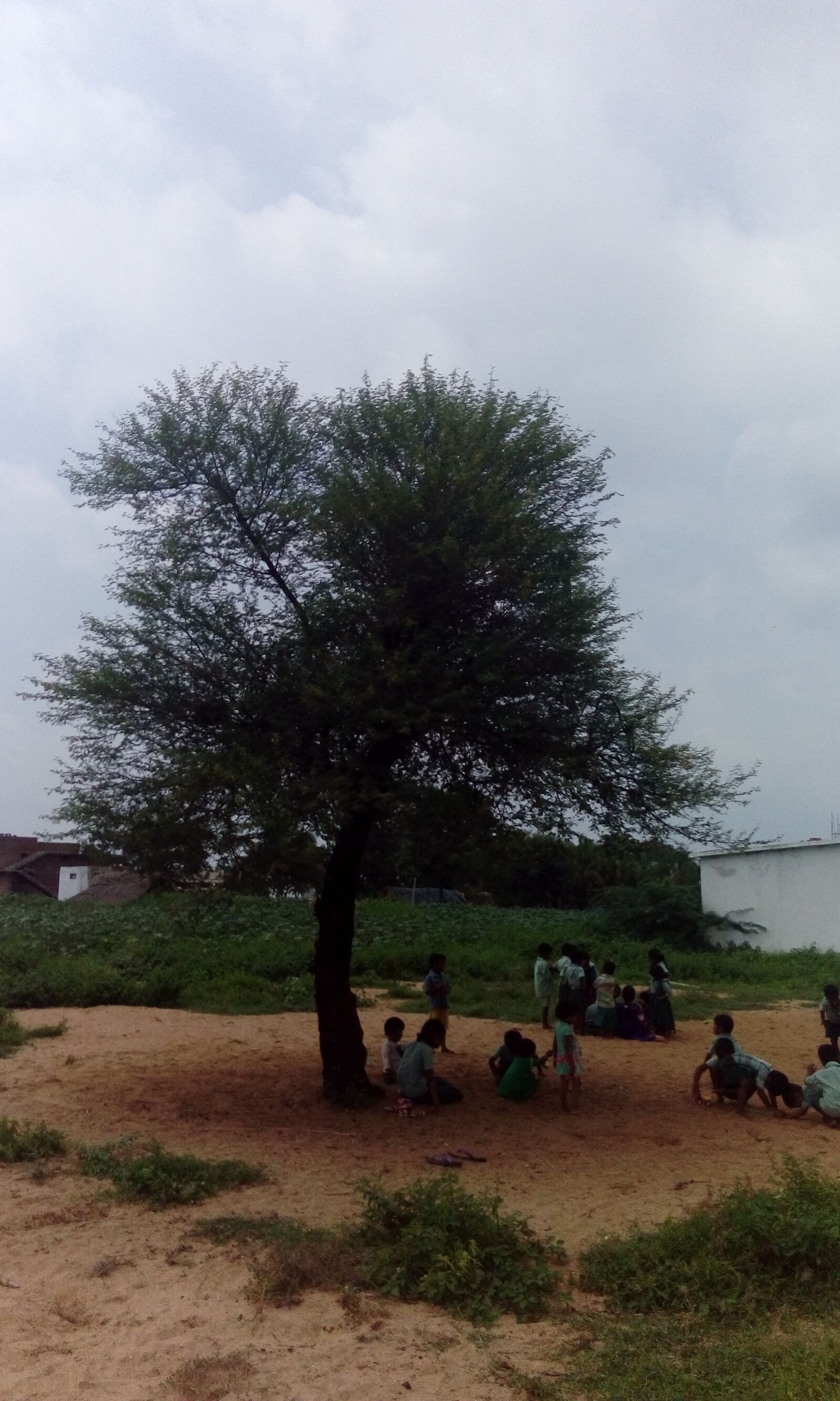 HTC DESIRE 626G+ DUAL SIM sample photo. Long tree, children, sand photography