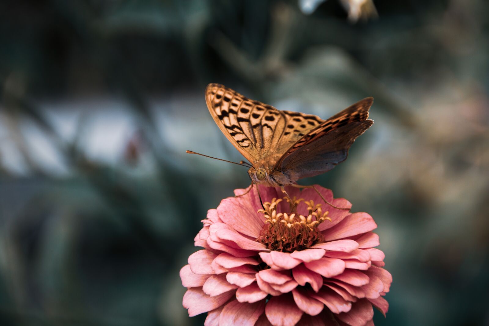 Canon EOS 750D (EOS Rebel T6i / EOS Kiss X8i) sample photo. Butterfly, insect, flower photography