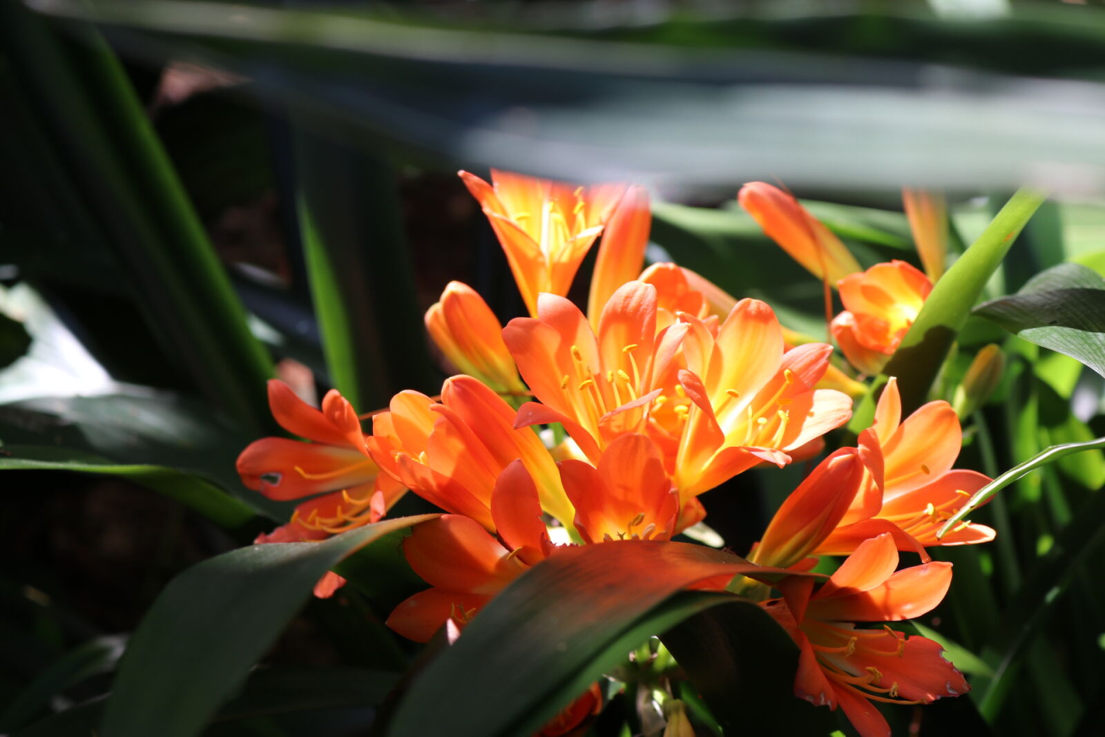 Canon EOS 80D sample photo. Garden, orange, flowers photography