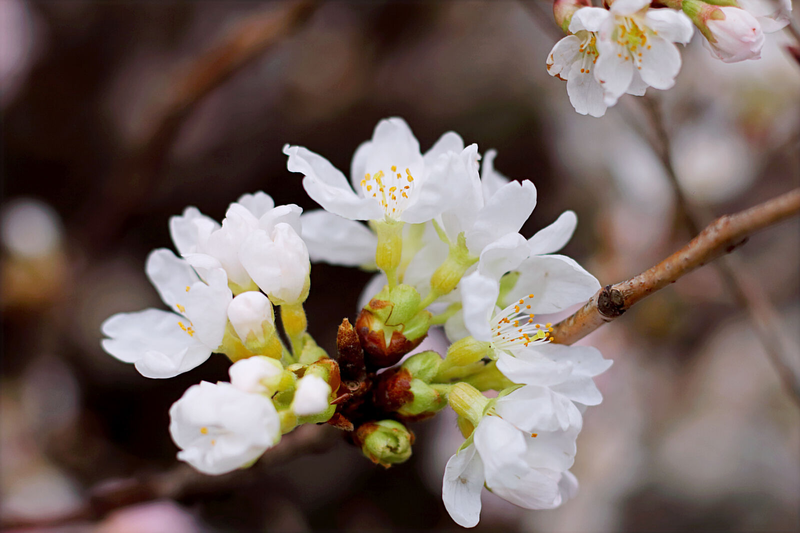 Canon EF 50mm F1.8 STM sample photo