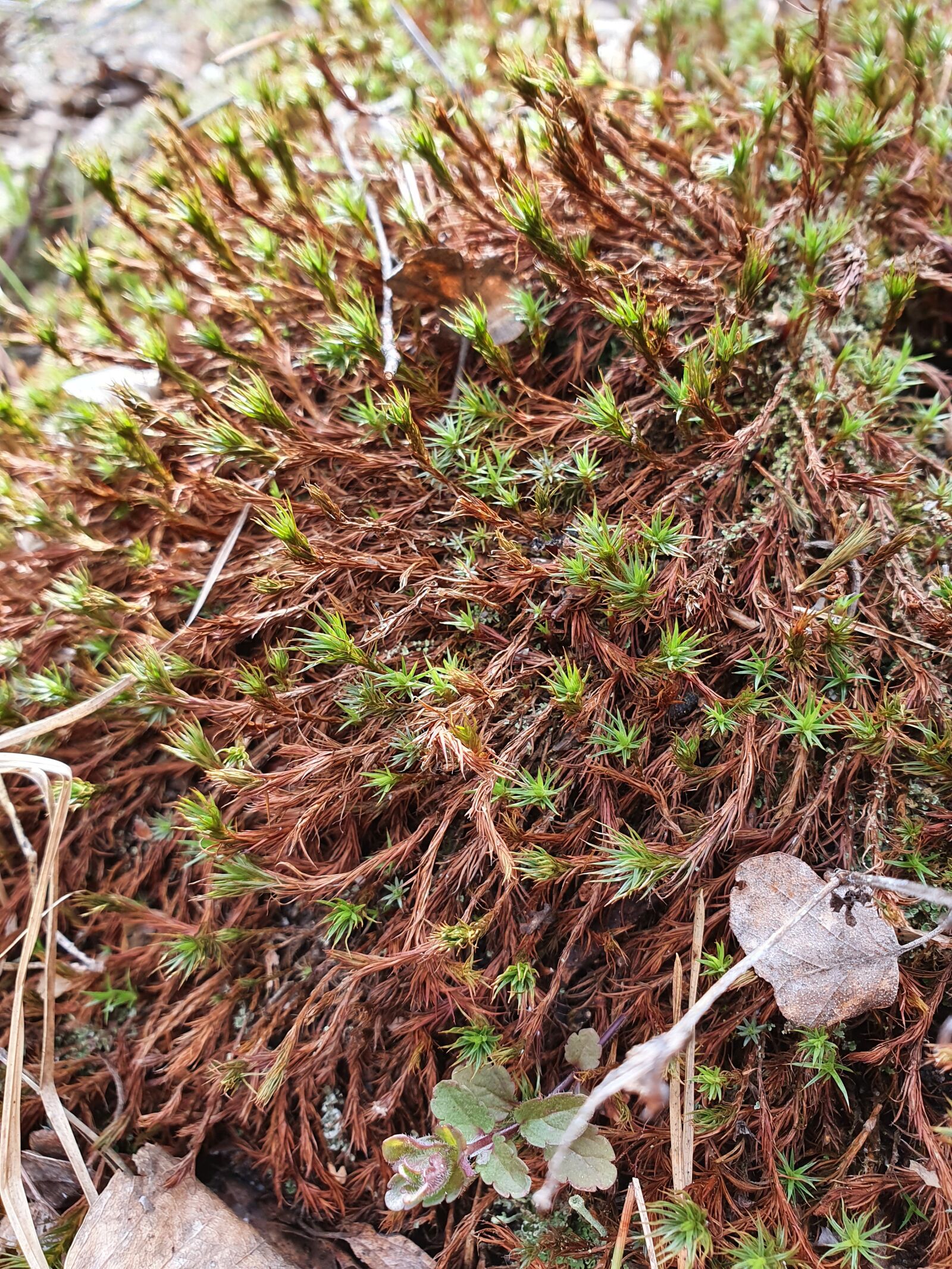 Samsung Galaxy S10 sample photo. Greens, grass, spring photography