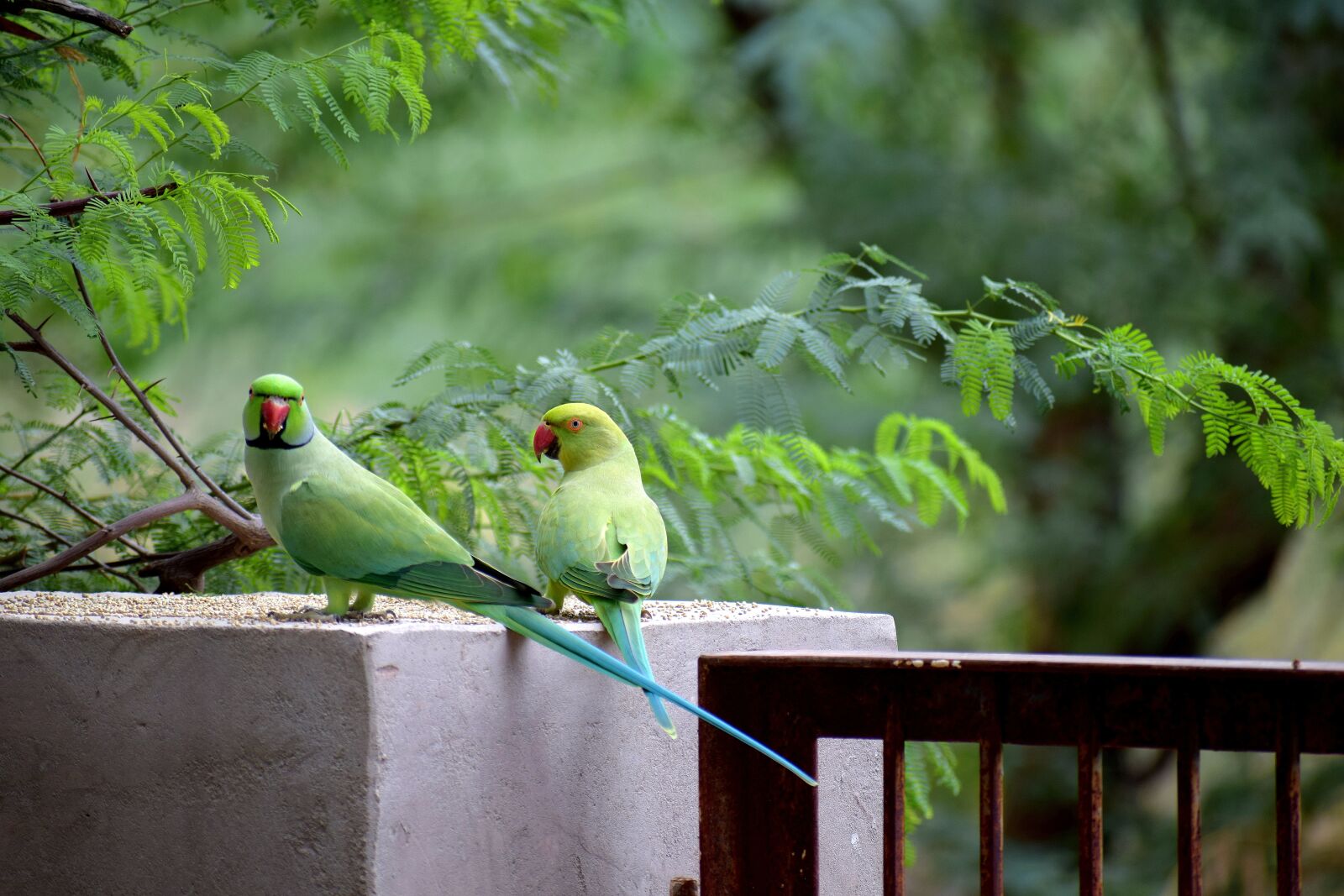 Nikon D3300 sample photo. Bird, parrot, green photography