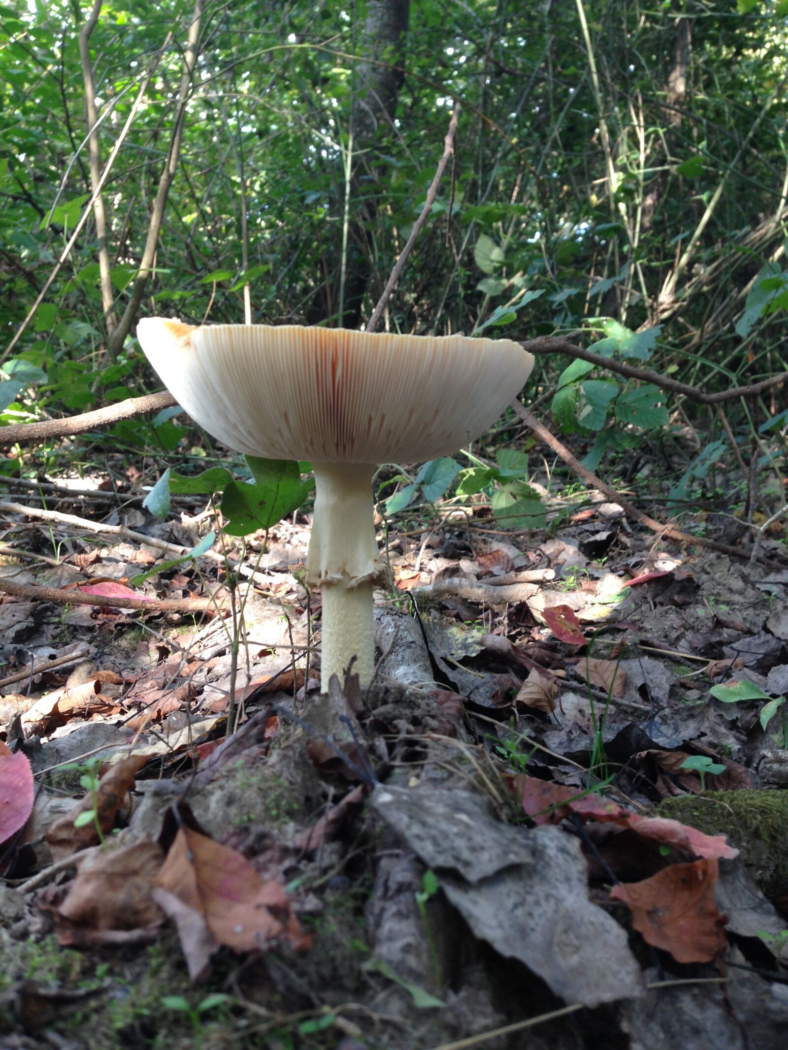 iPhone 5 back camera 4.12mm f/2.4 sample photo. Mushroom, fungo, nature photography