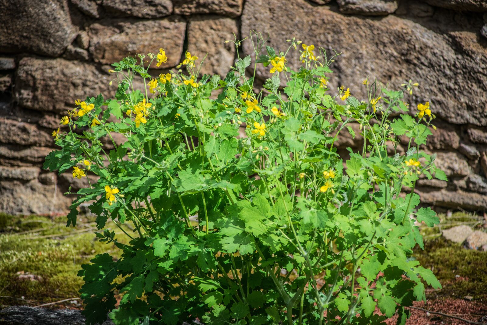 Nikon D5300 sample photo. Celandine, herb, garden photography