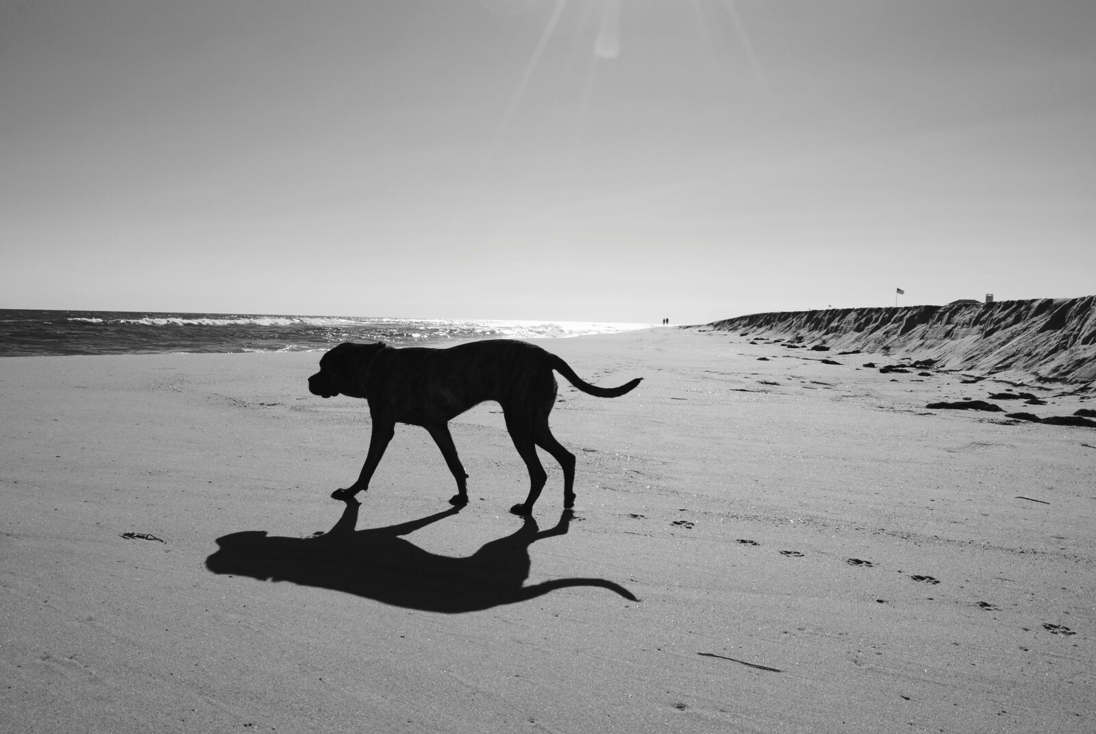 Nikon D3000 sample photo. Beach, beach, club, dog photography