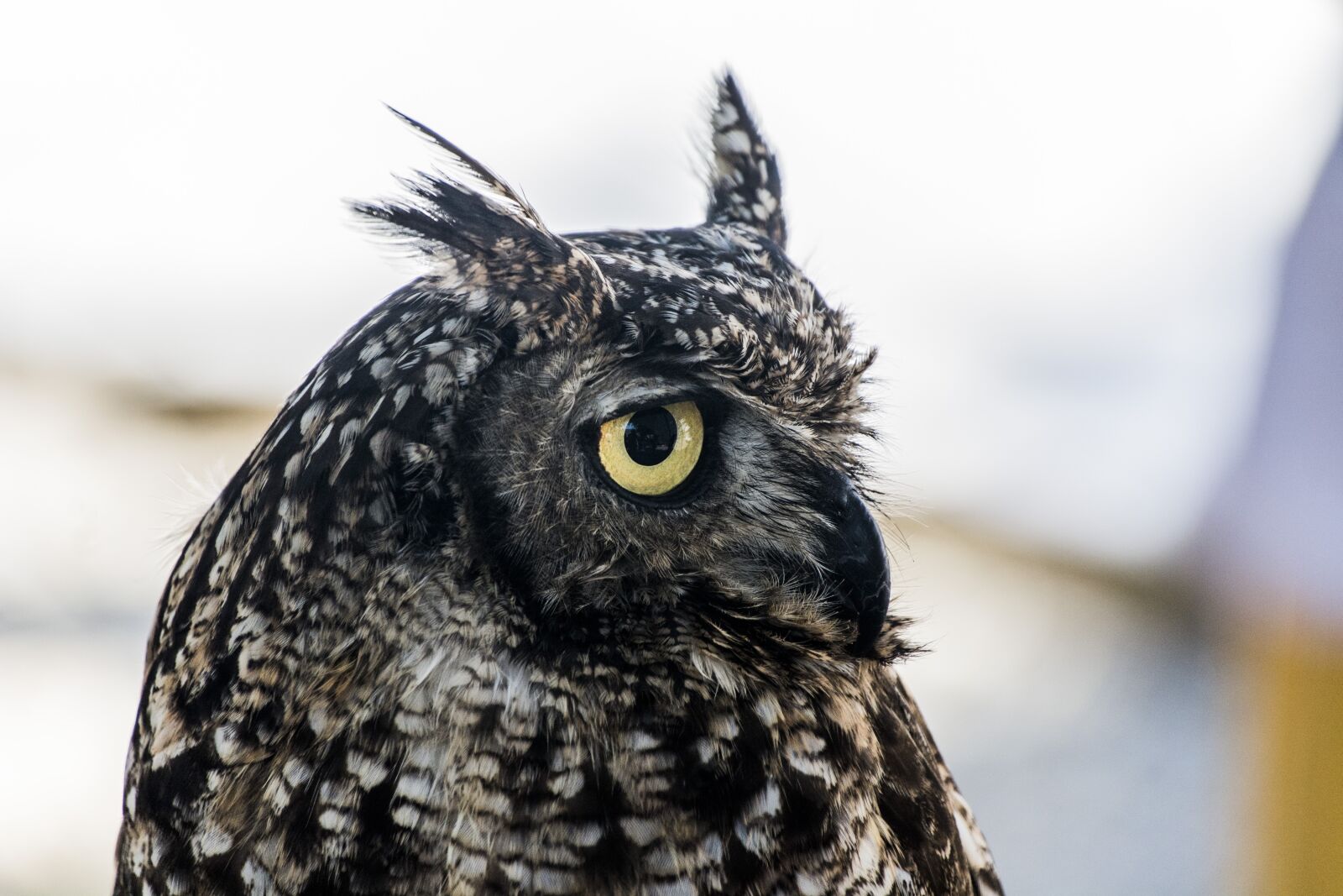 Nikon D7100 sample photo. Owl, night predator, eared photography