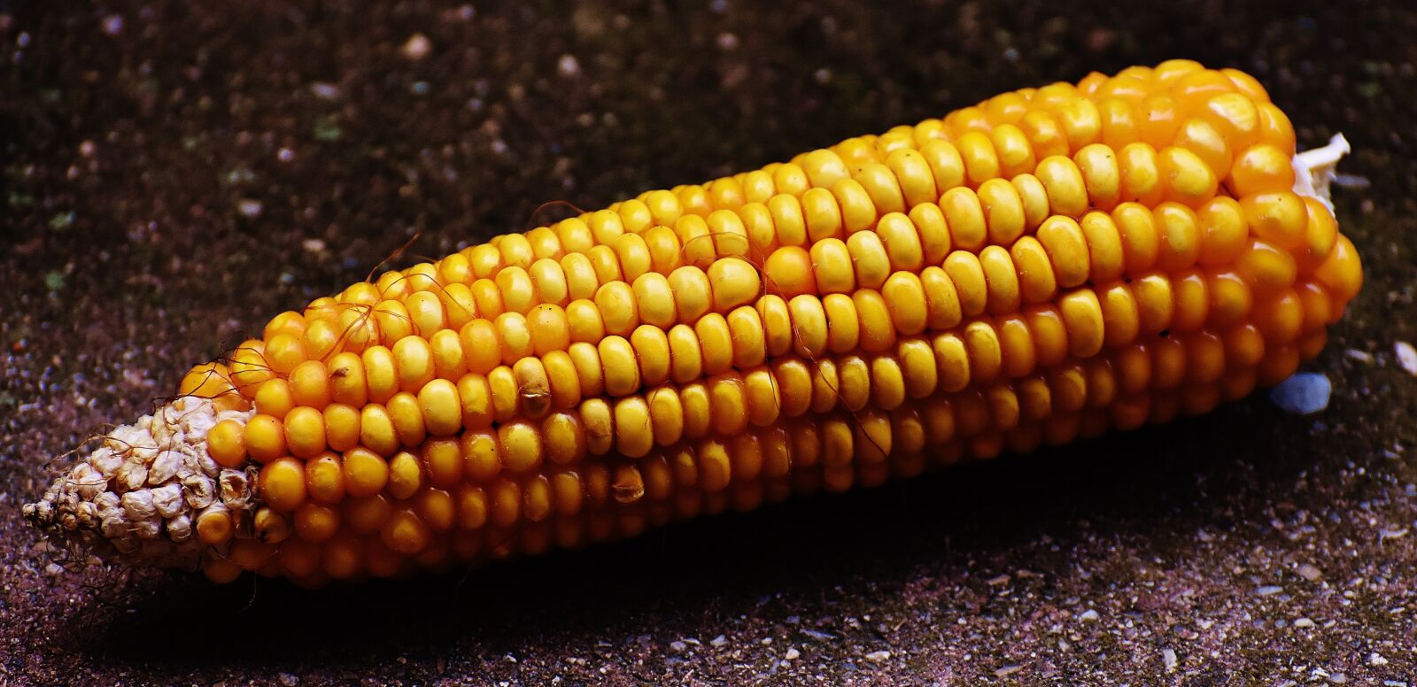 Nikon D7200 sample photo. Corn, corn on the photography