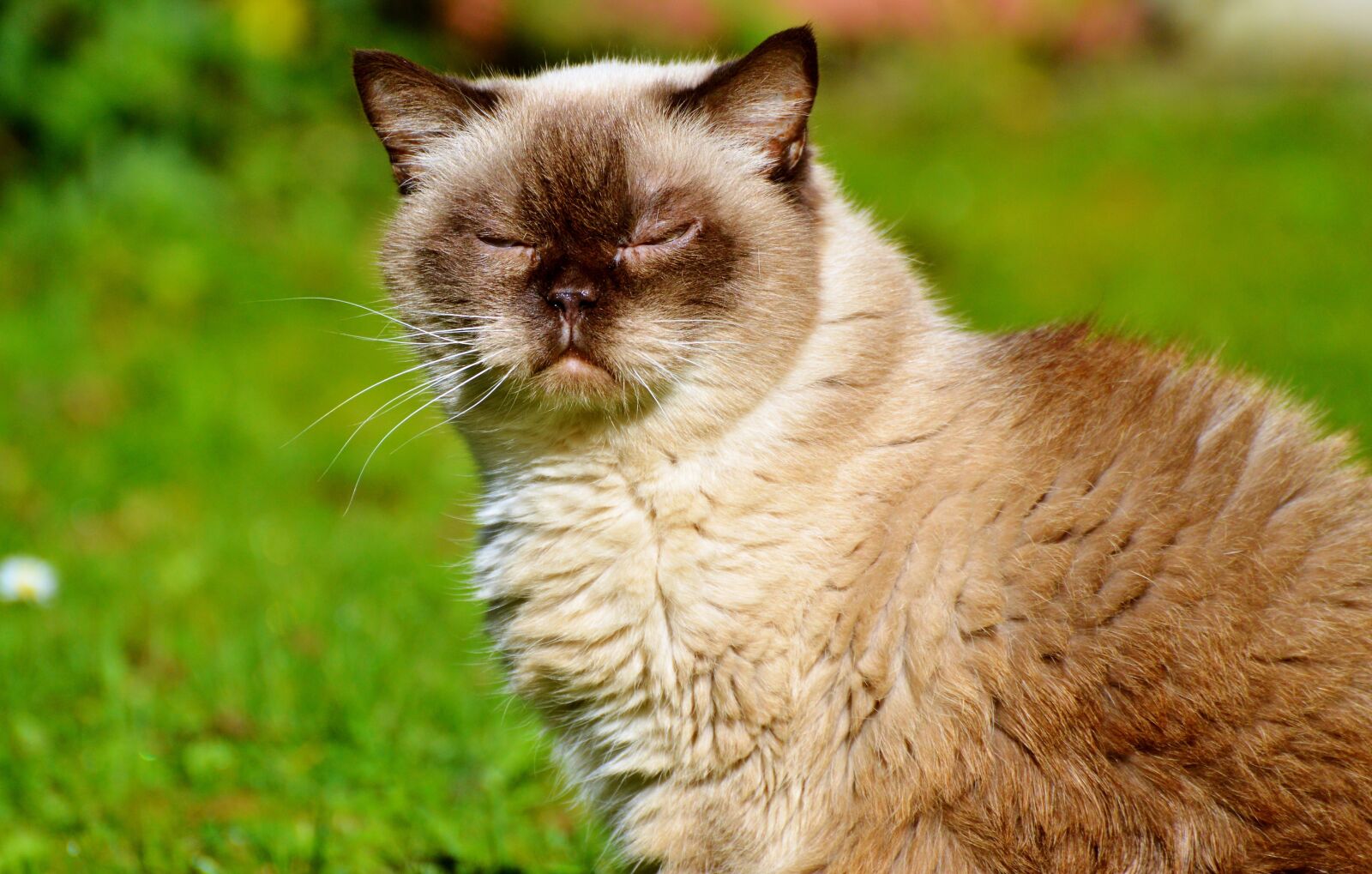 Nikon D3200 sample photo. Cat, breed cat, british photography