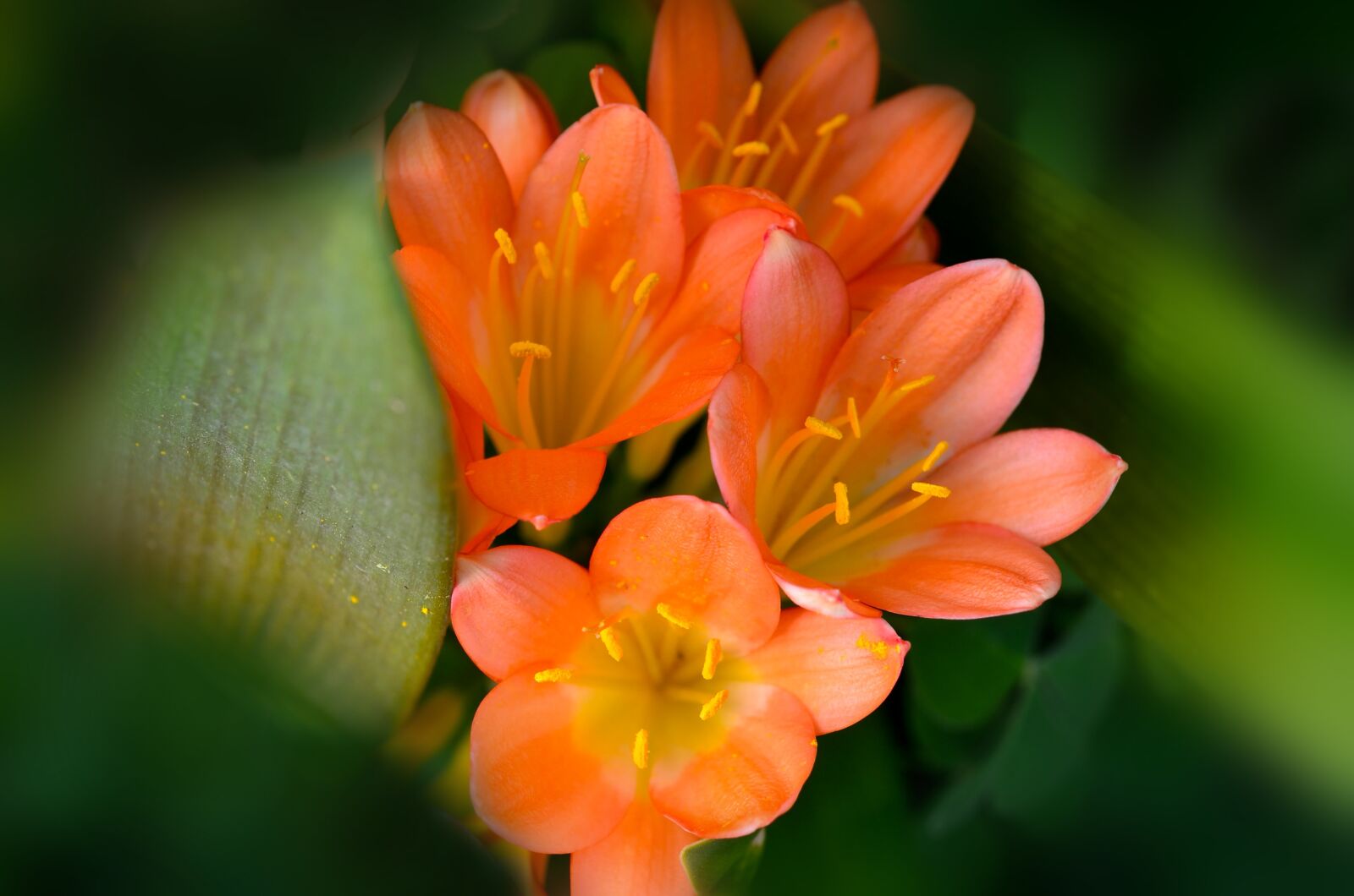 Nikon D7000 sample photo. Clivia, flowers, nature photography