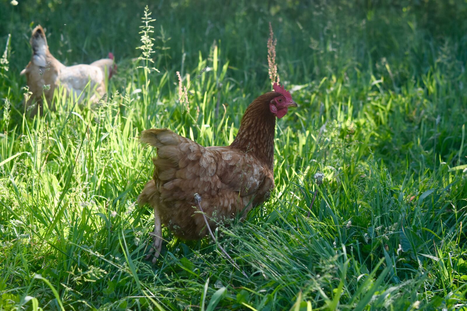 Nikon D5600 sample photo. Hen, lower short, farm photography