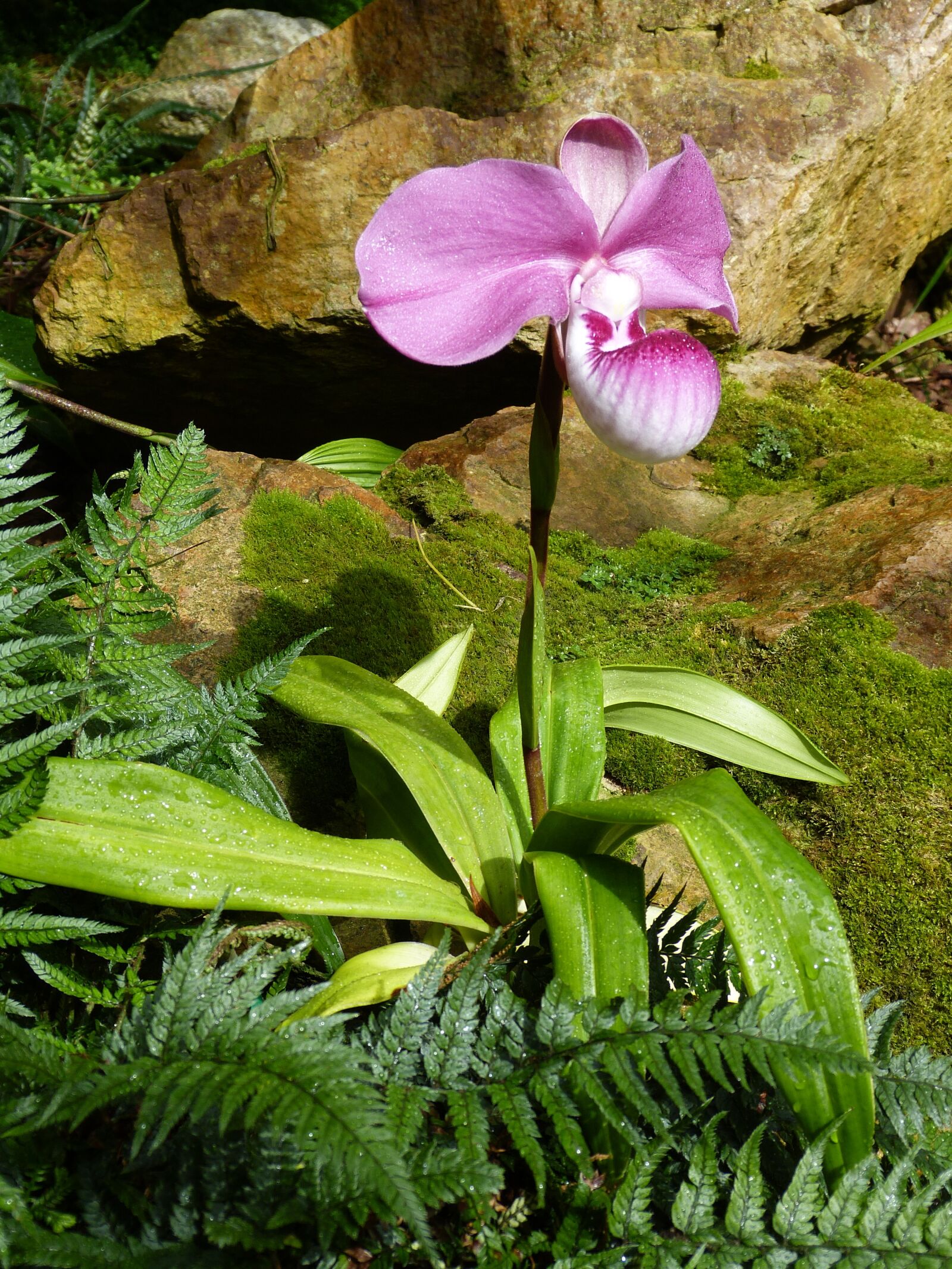 Panasonic Lumix DMC-FZ150 sample photo. Orchid, flower, blossom photography