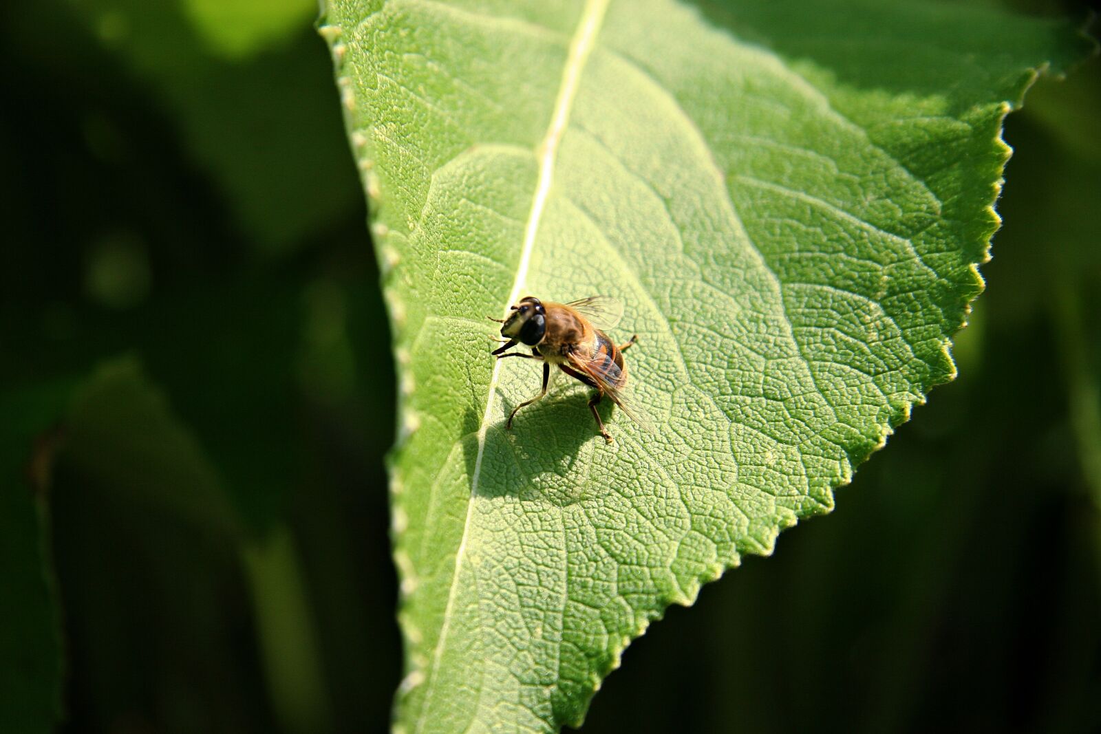 Canon EOS 20D sample photo. Hoverfly, mimicry, leaf photography