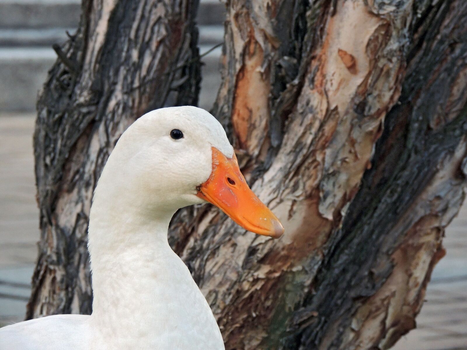 Nikon Coolpix P510 sample photo. Duck, laguna, birds photography