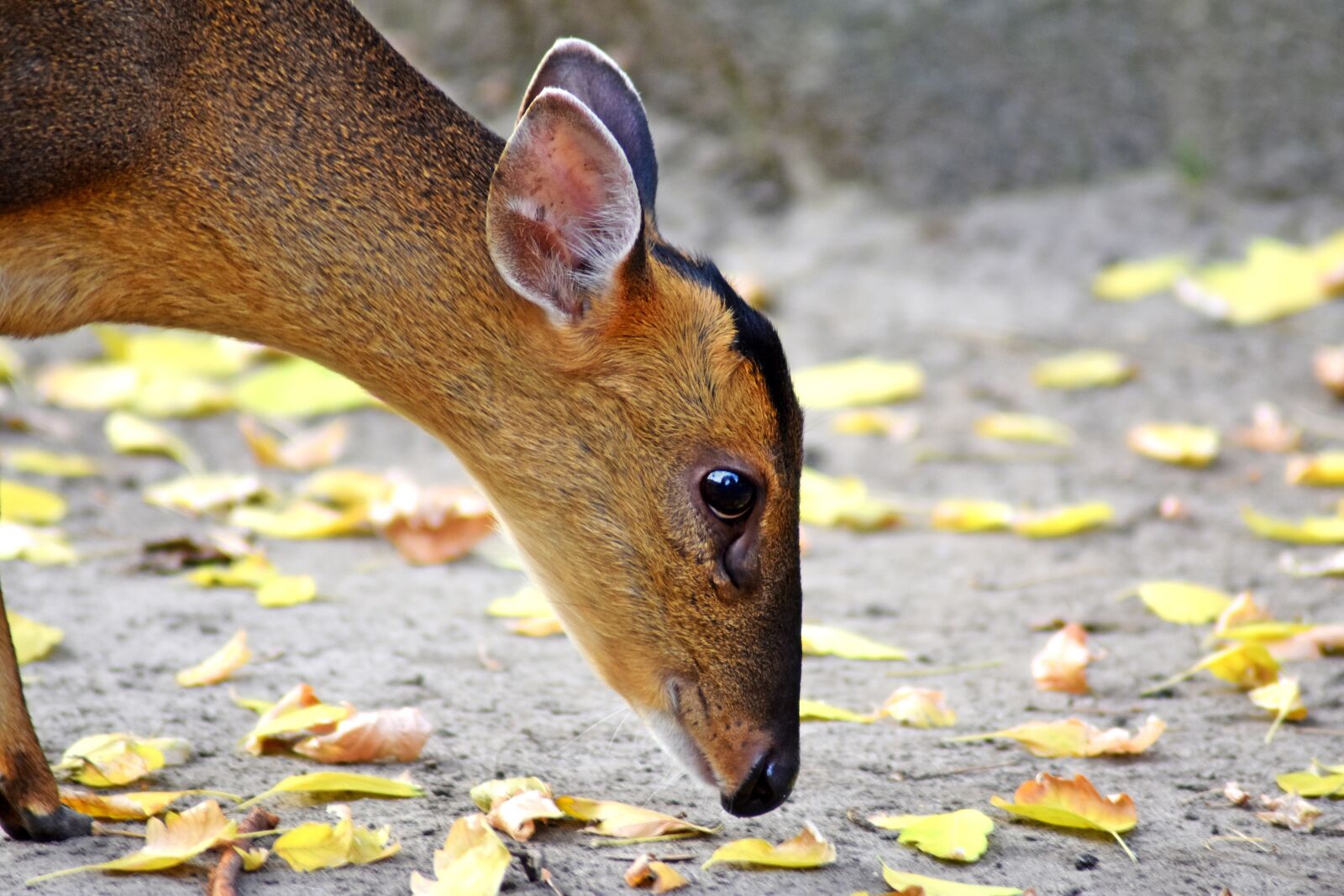 Nikon D3400 sample photo. Doe, animal, animal world photography