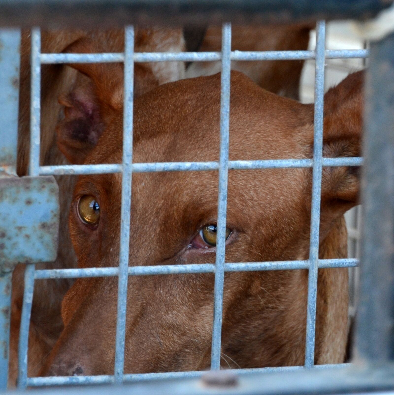 Nikon D5100 sample photo. Cruelty to animals, dog photography