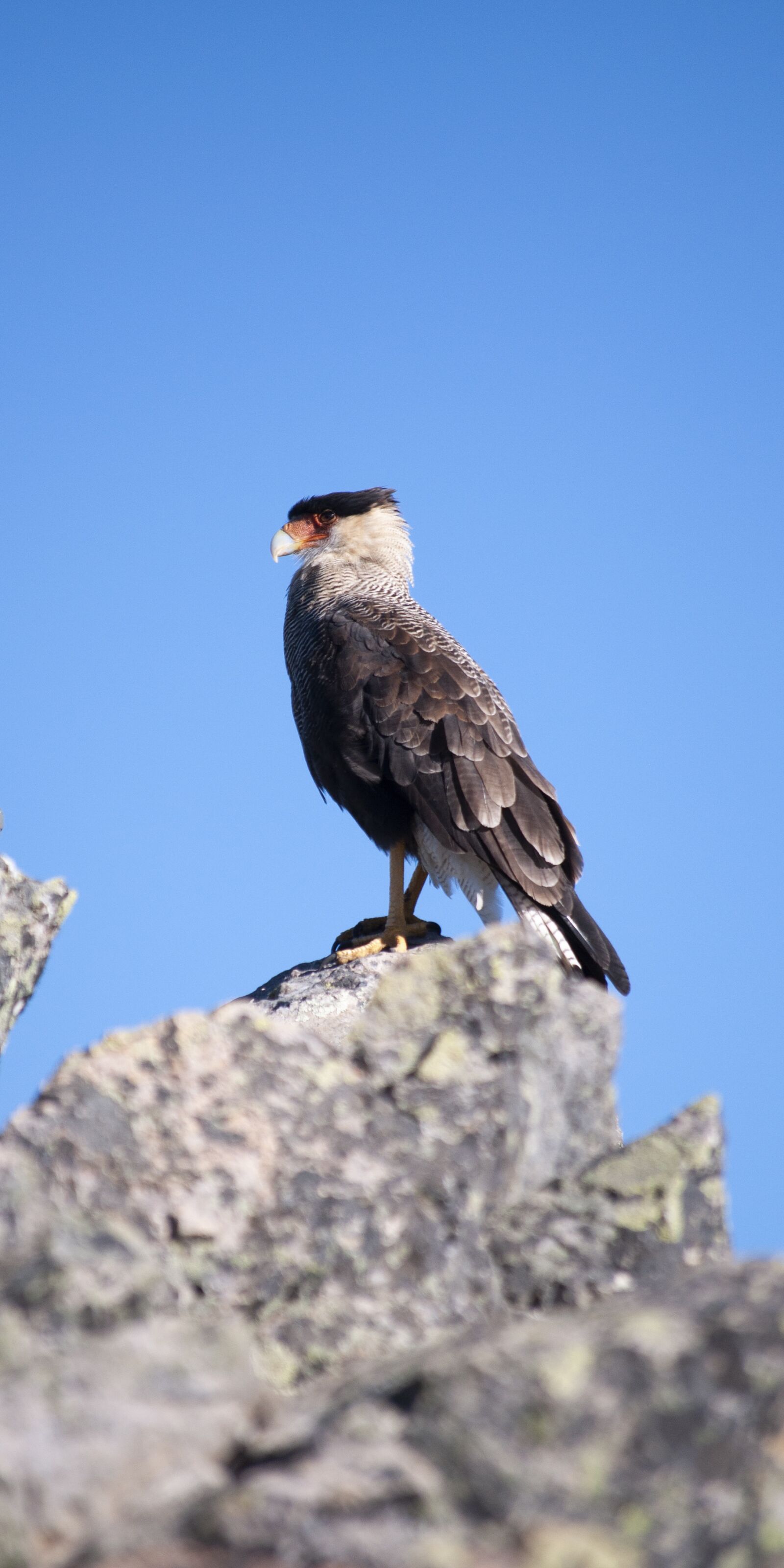 Nikon D5000 sample photo. Nature, animal, animals photography