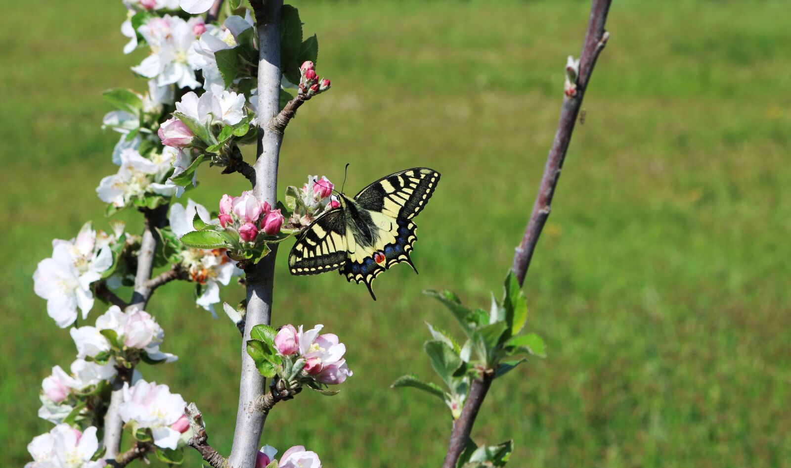 Canon EOS 750D (EOS Rebel T6i / EOS Kiss X8i) sample photo. Flower, nature, tree photography