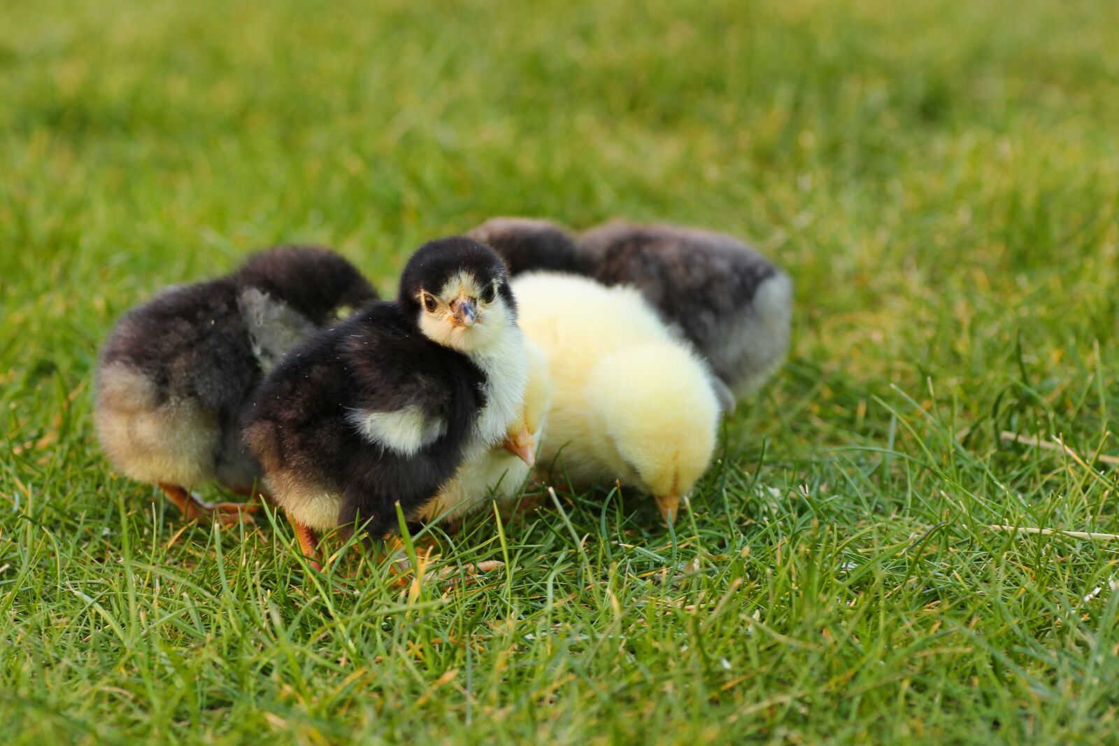 Tamron SP 90mm F2.8 Di VC USD 1:1 Macro sample photo. Chicks, easter chick, easter photography